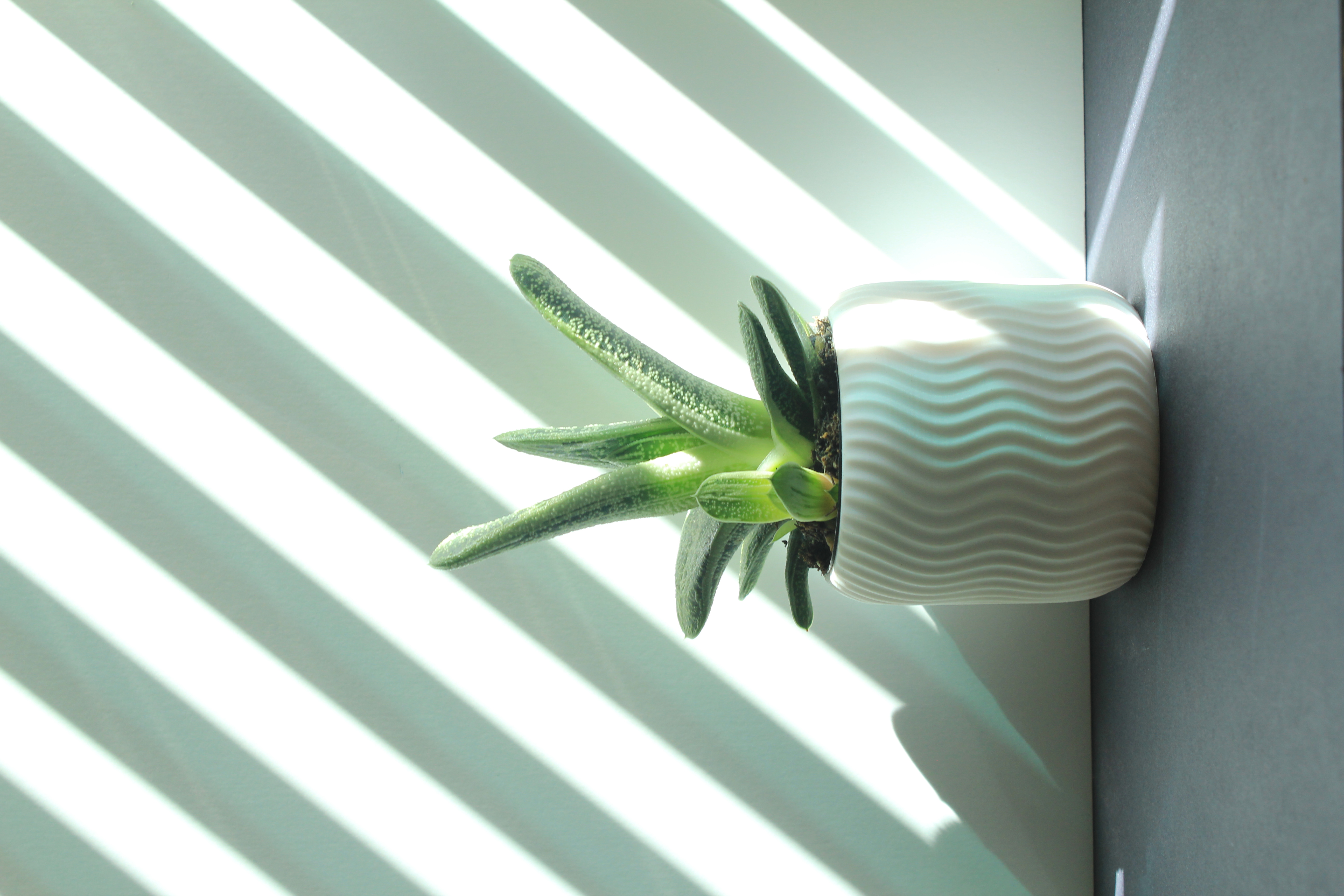 Spiral Succulent Planter