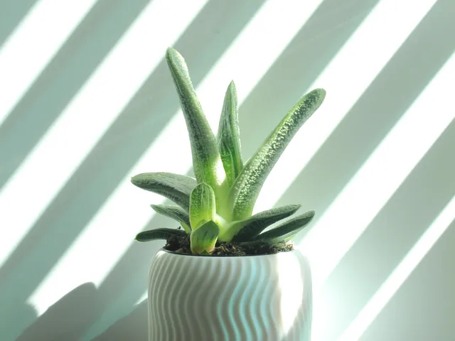 Spiral Succulent Planter
