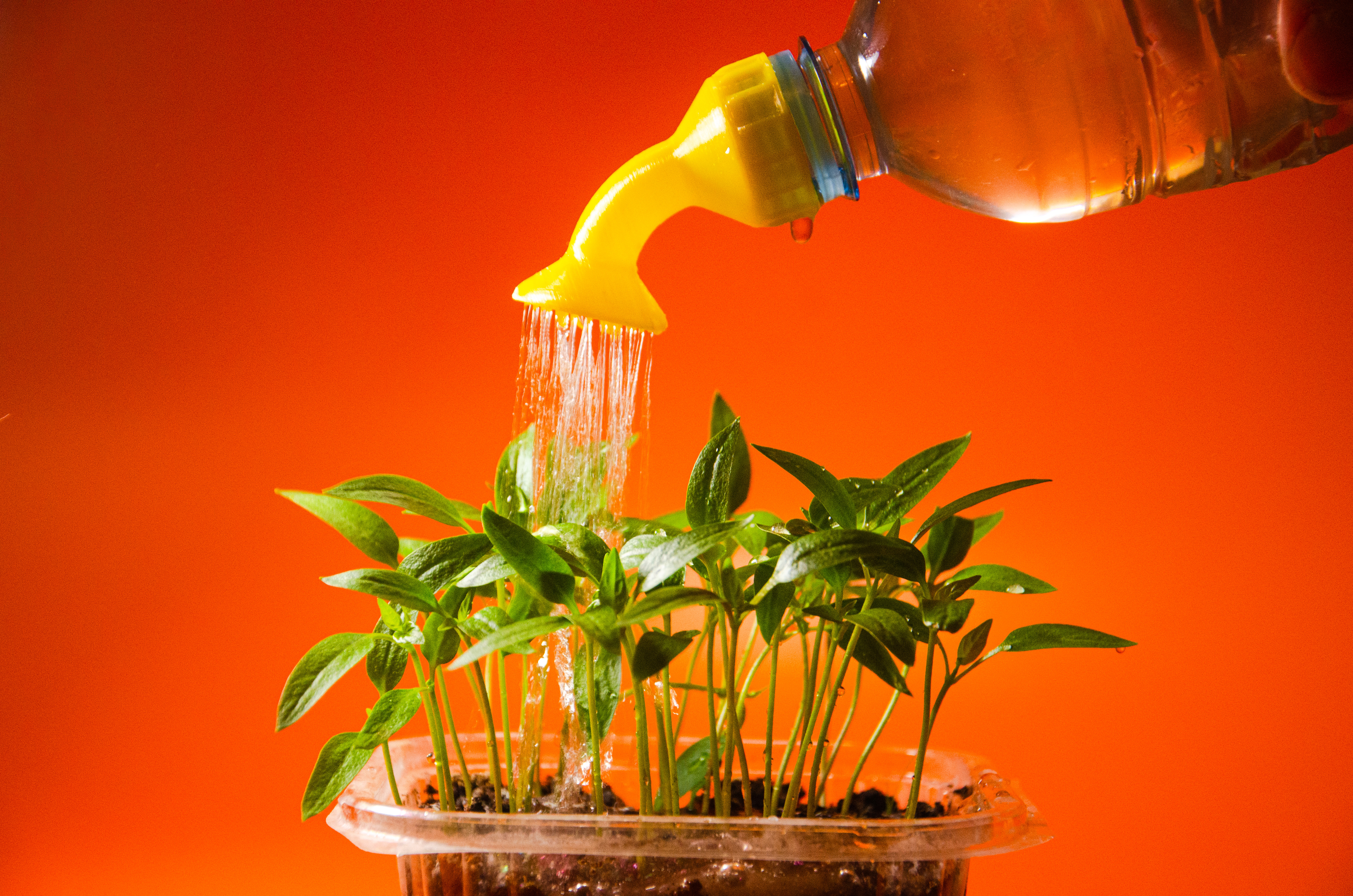 Watering bottle cap