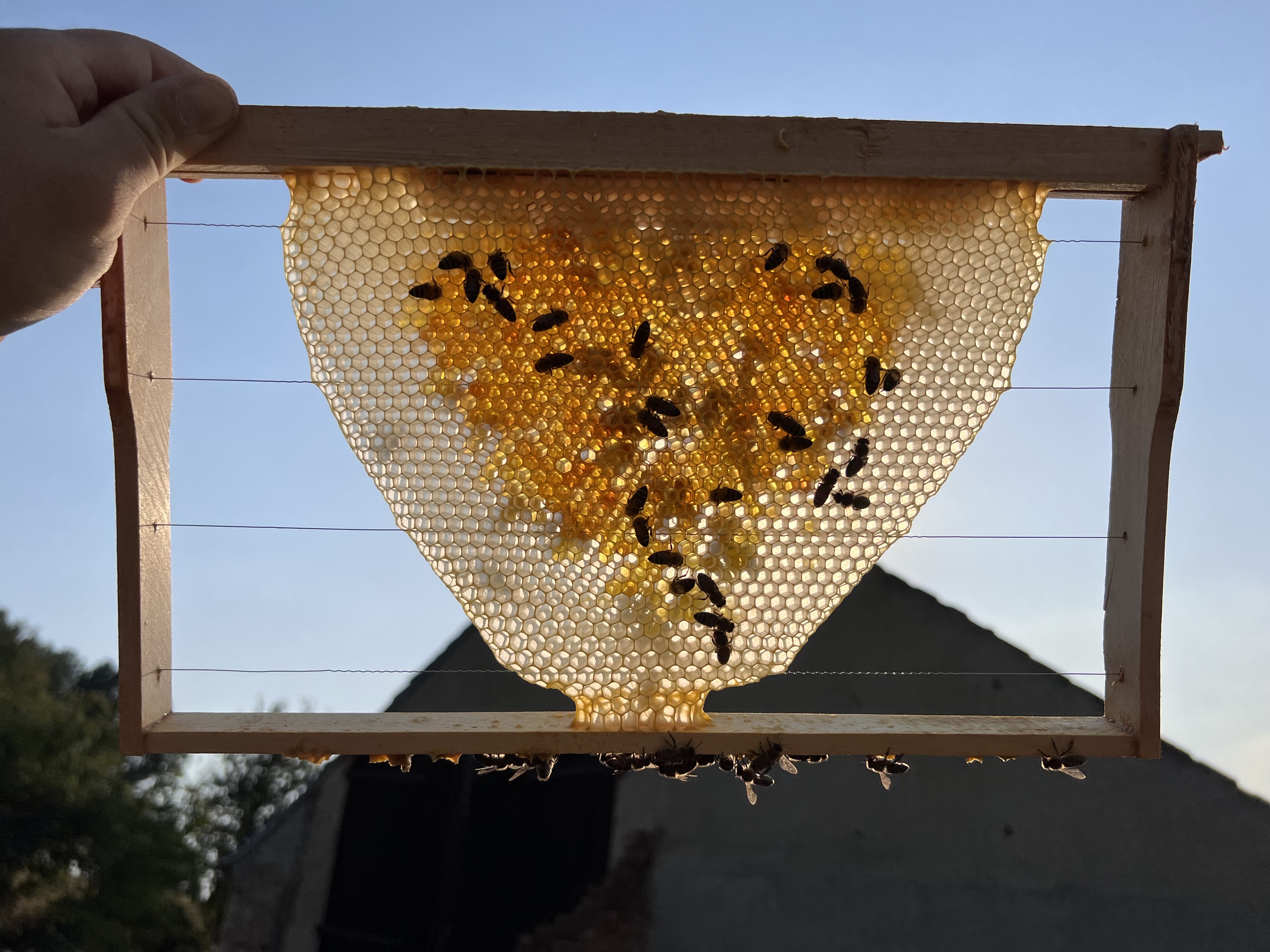 Bienenwabenstartstreifen