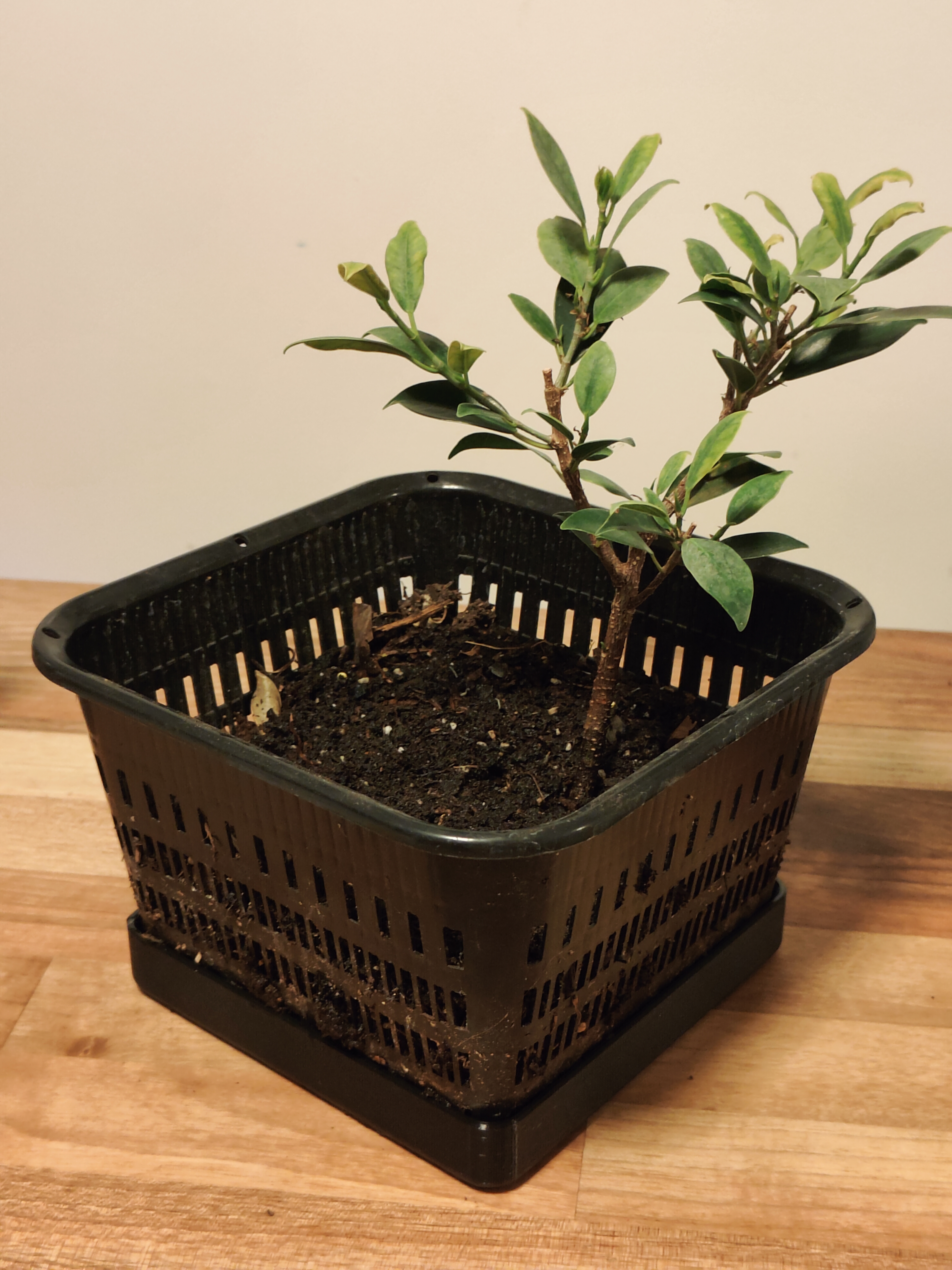 Bonsai gardening basket trays