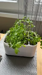 Flowerpot