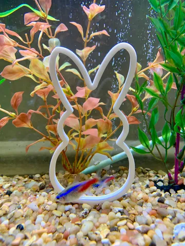 Fishy Rabbit