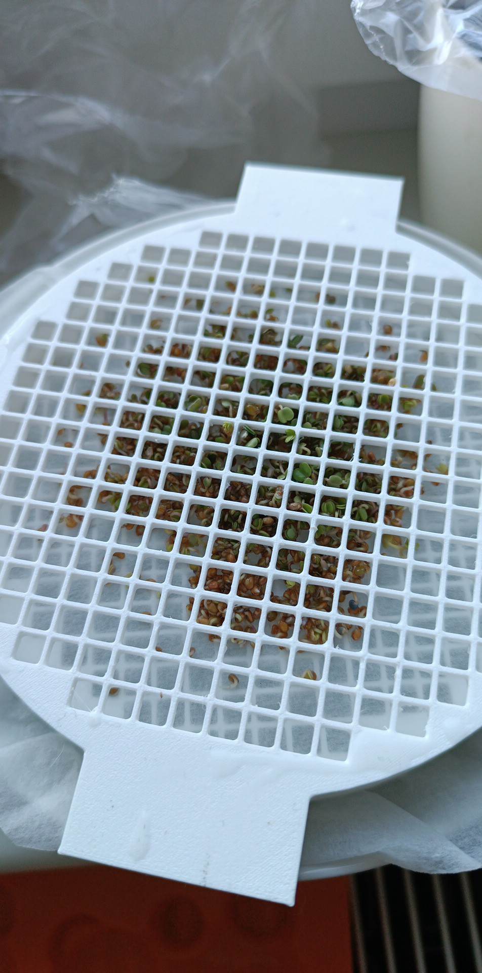 Klíčící miska / seeds bowl / microgreens (120mm)