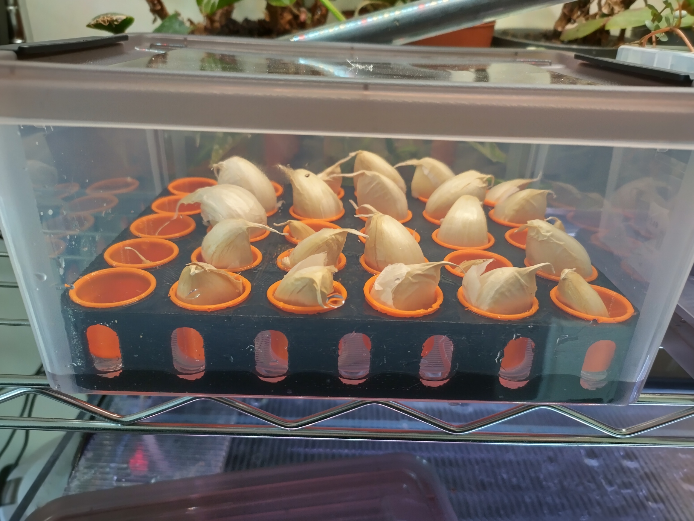 Aquaponic Garlic Starting Tray