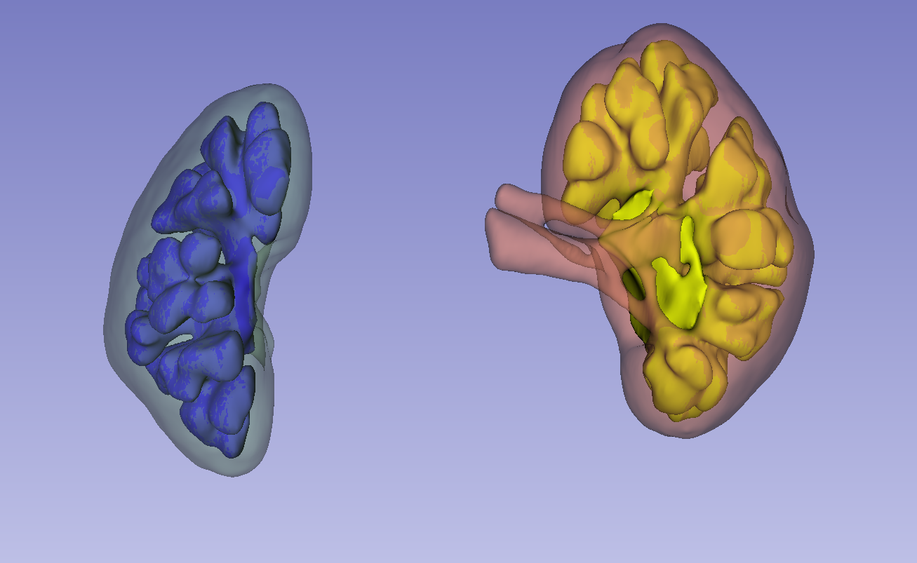 Kidneys