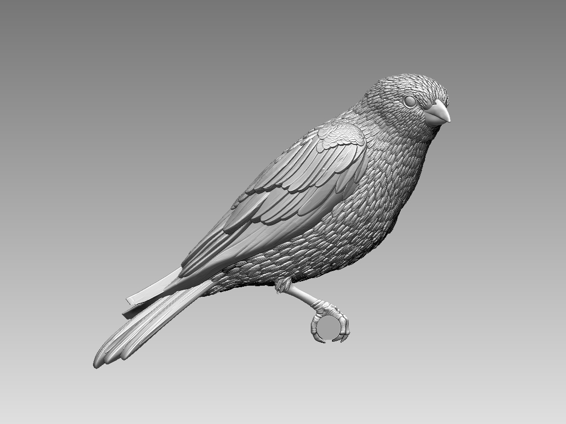 bird