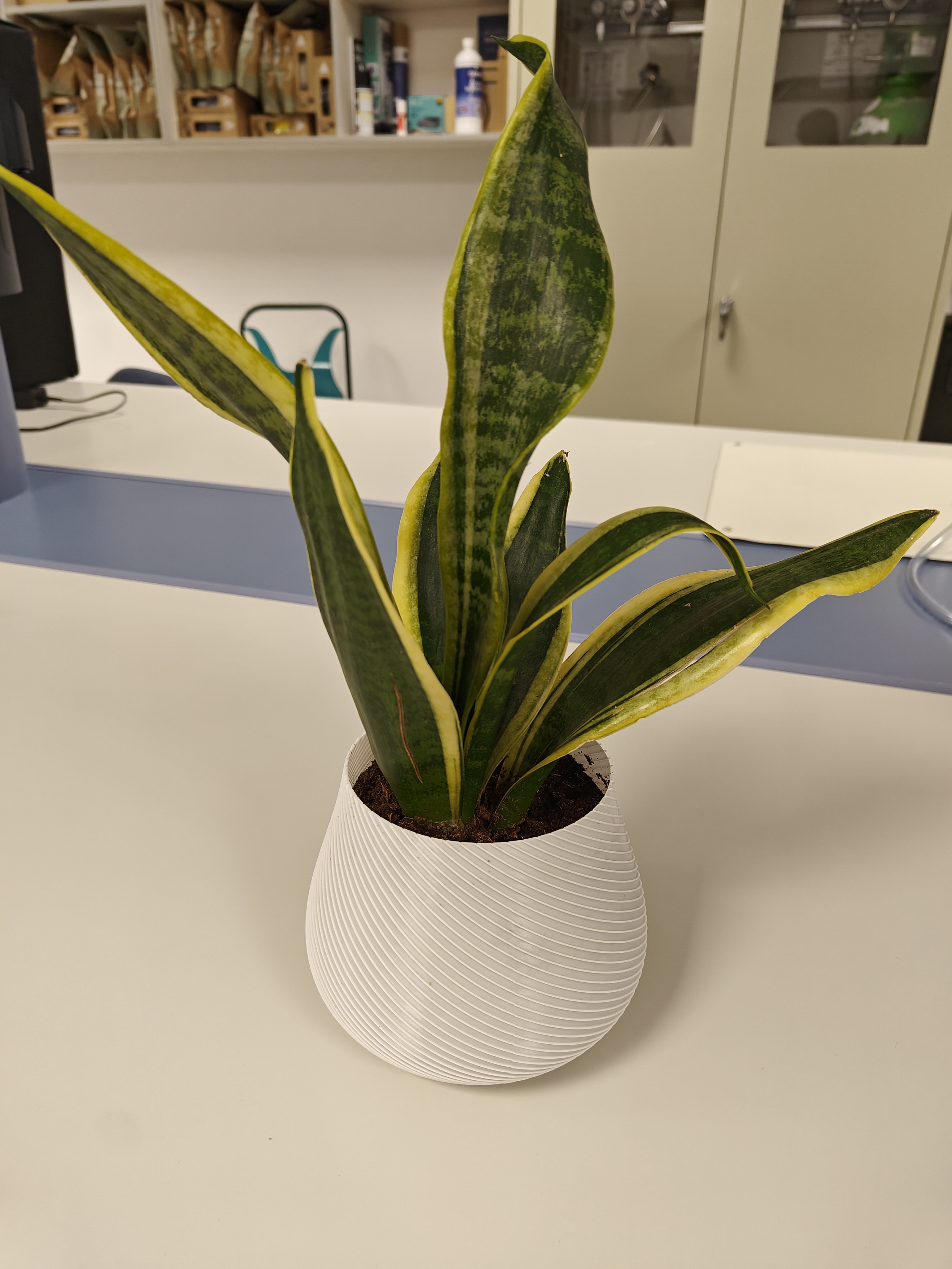 Spiral vase