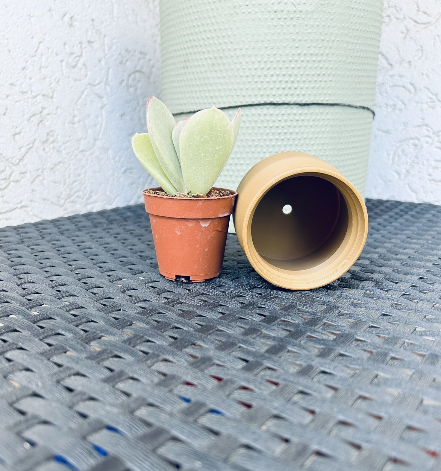 Vase for seedling