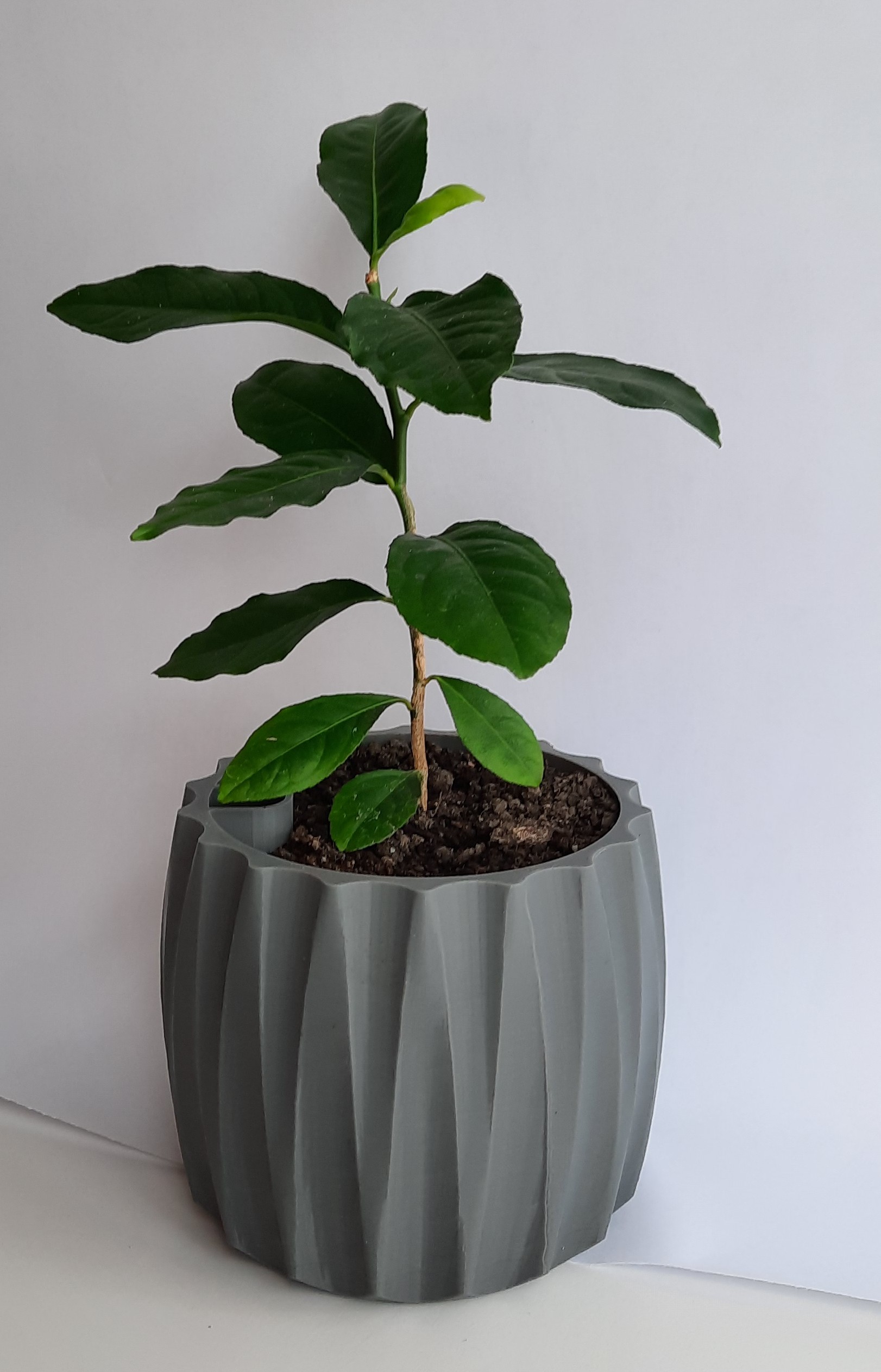Self Watering Plant Pot