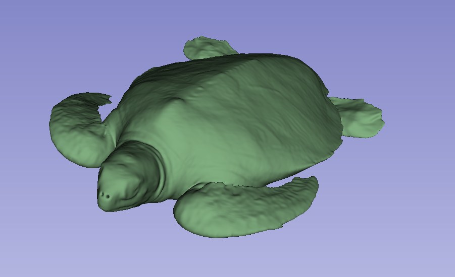 Turtle Skeleton and Lungs — thumbnail 5