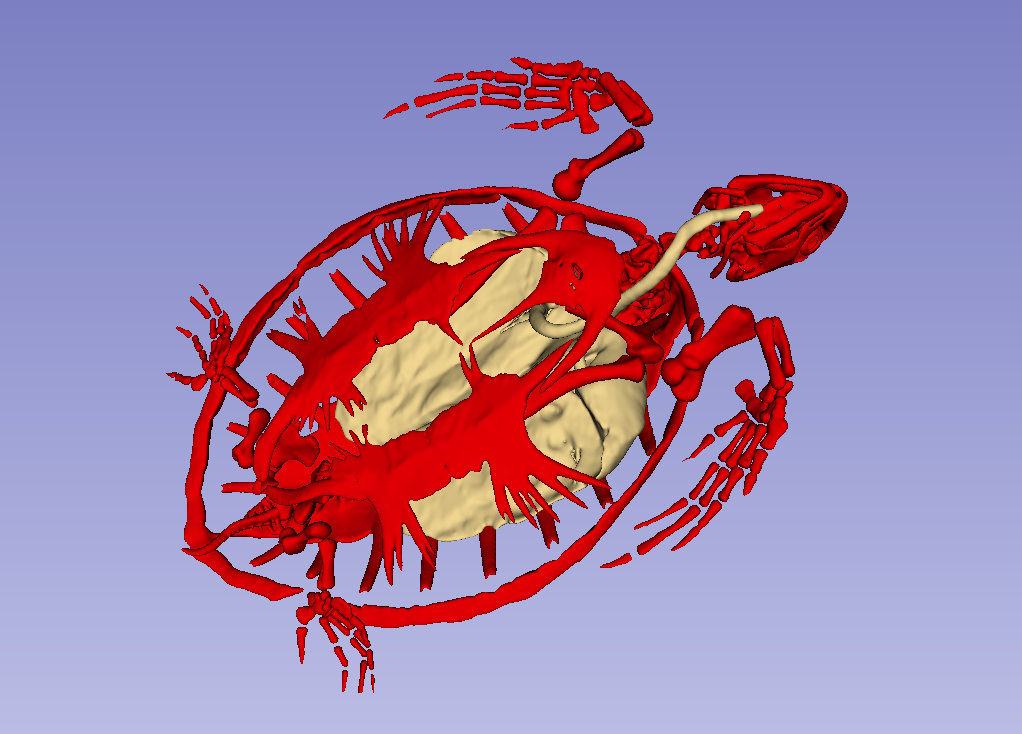 Turtle Skeleton and Lungs — thumbnail 3