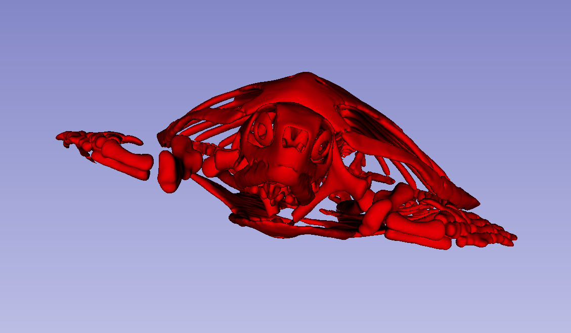 Turtle Skeleton and Lungs — thumbnail 4