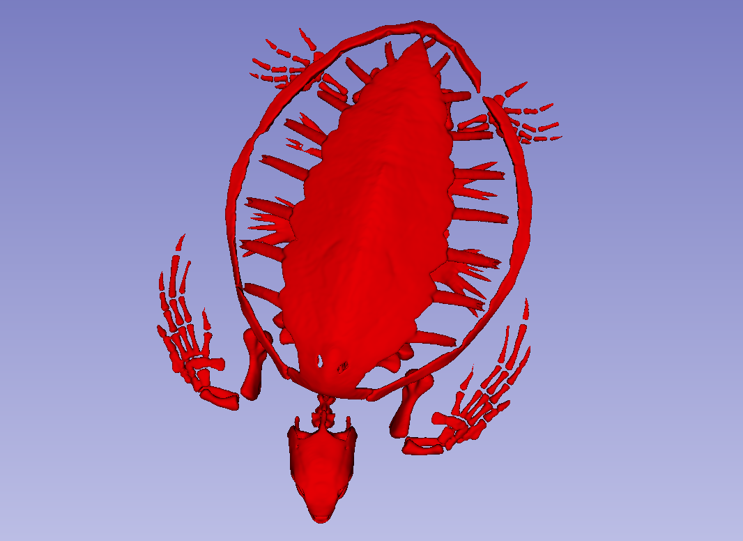 Turtle Skeleton and Lungs — thumbnail 2