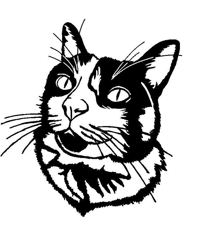 2d Cat Wallart (Sadece Plastik Aparattır!!!)