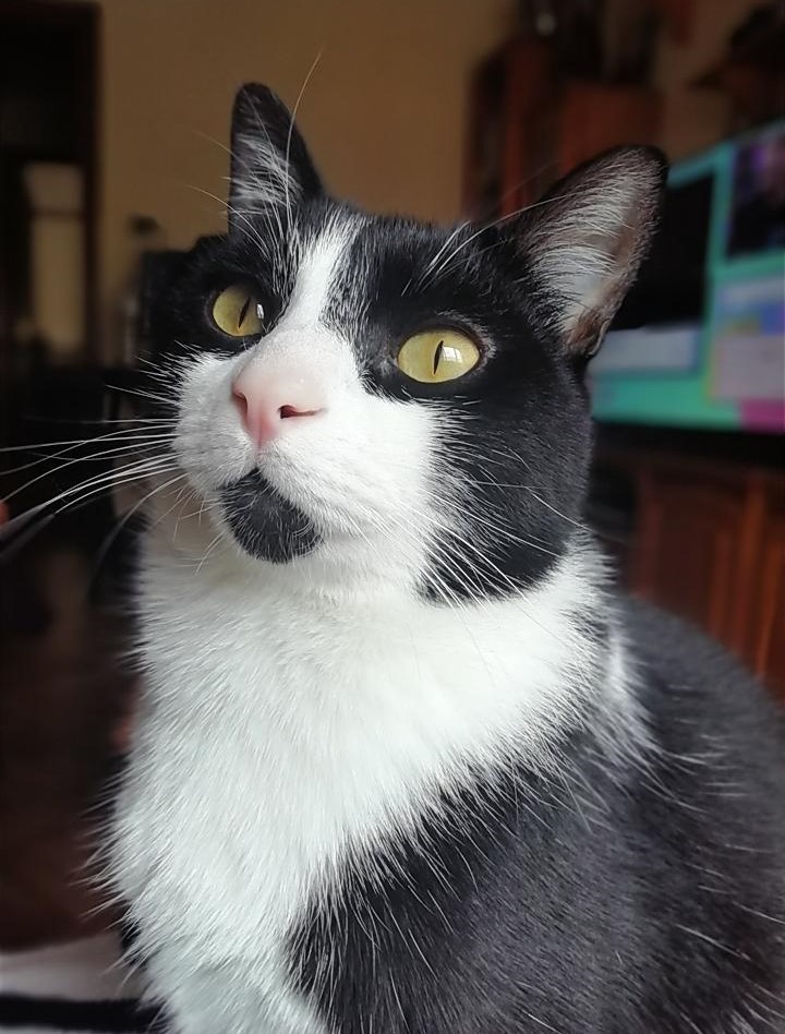 2D cat wallart