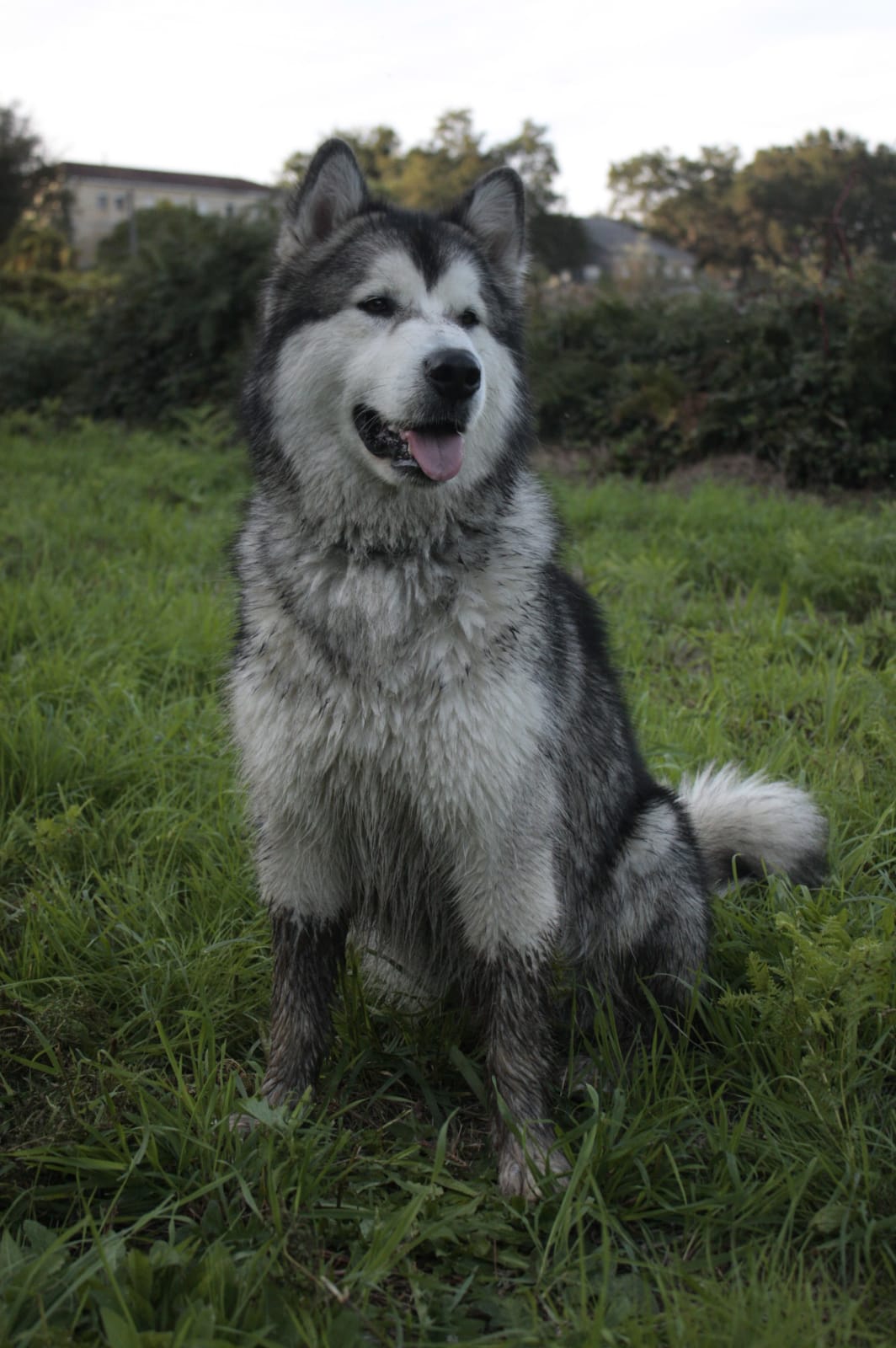 Alaska malamute dog 2d wallart