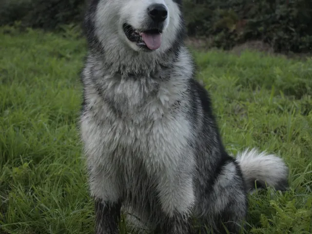 Alaska malamute dog 2d wallart