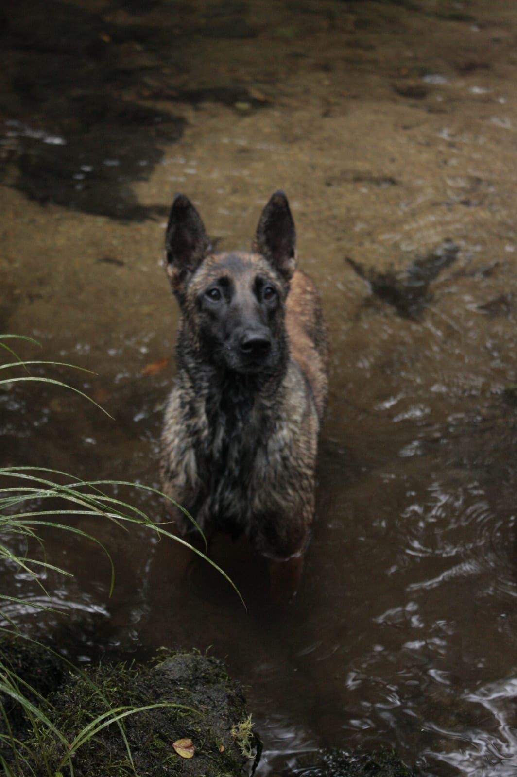 Malinois 2d wallart