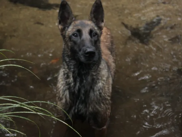 Malinois 2d wallart