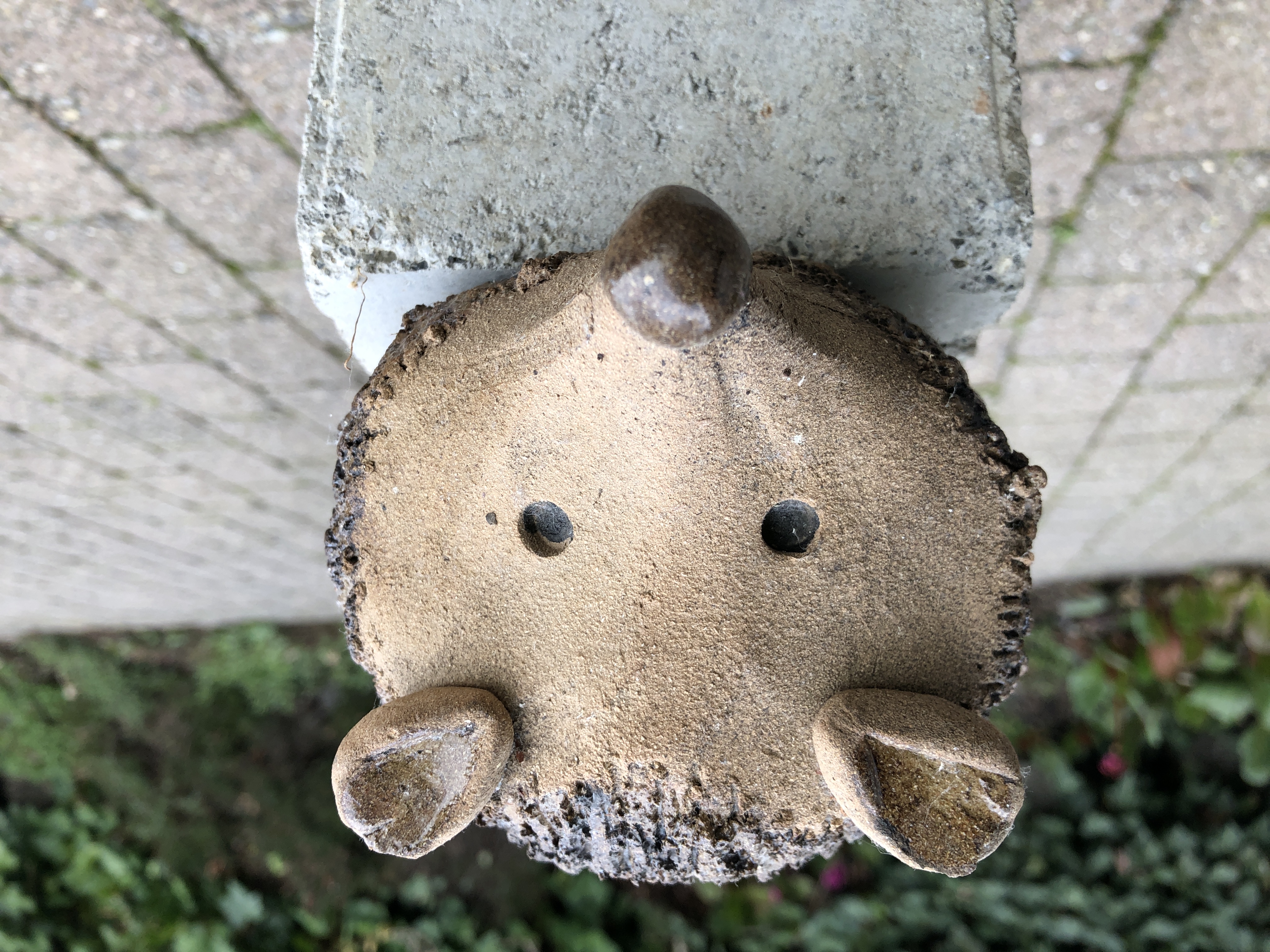 Igel Spitznase
