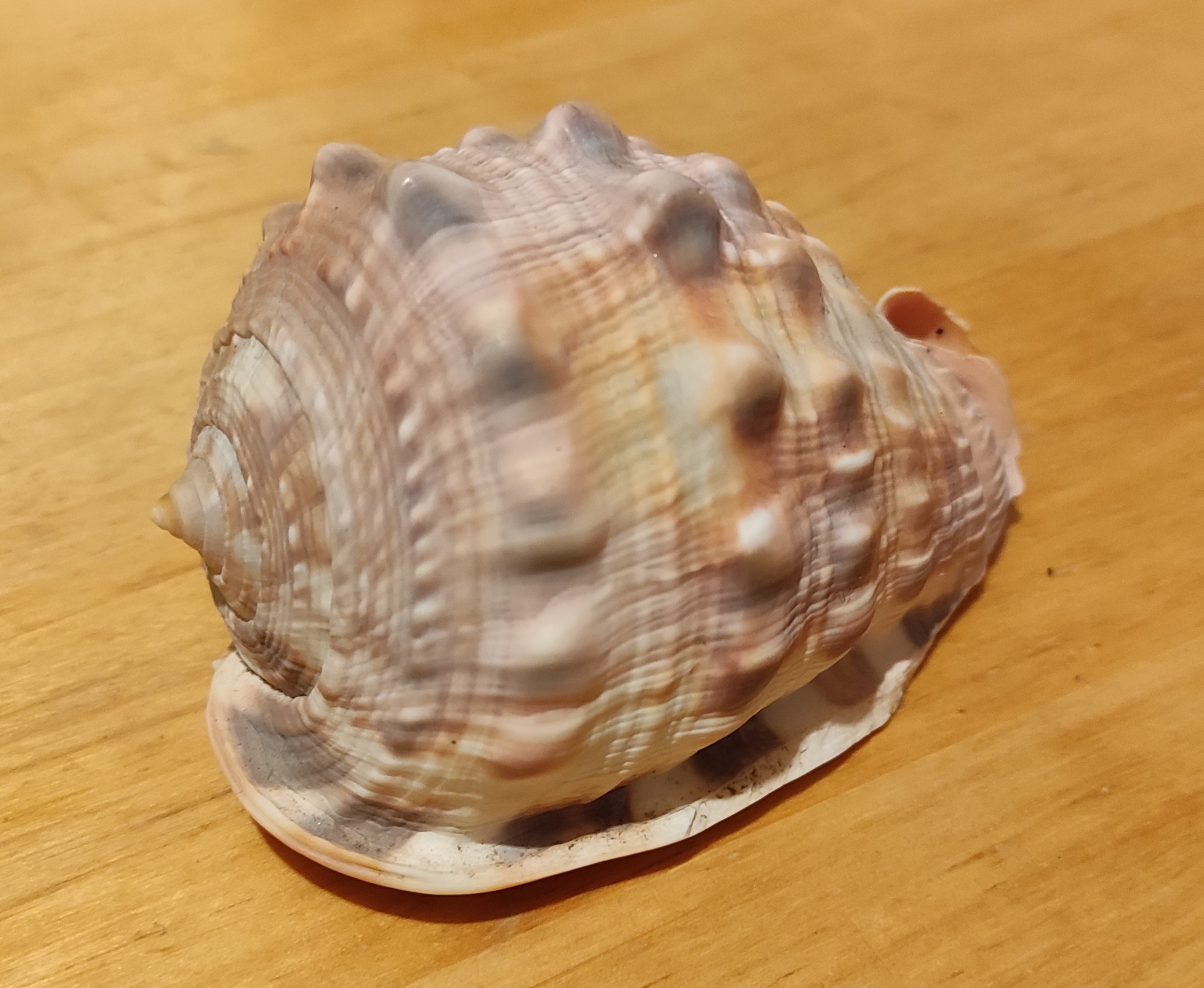 Miniatura 2 do modelo 3D Conch shell