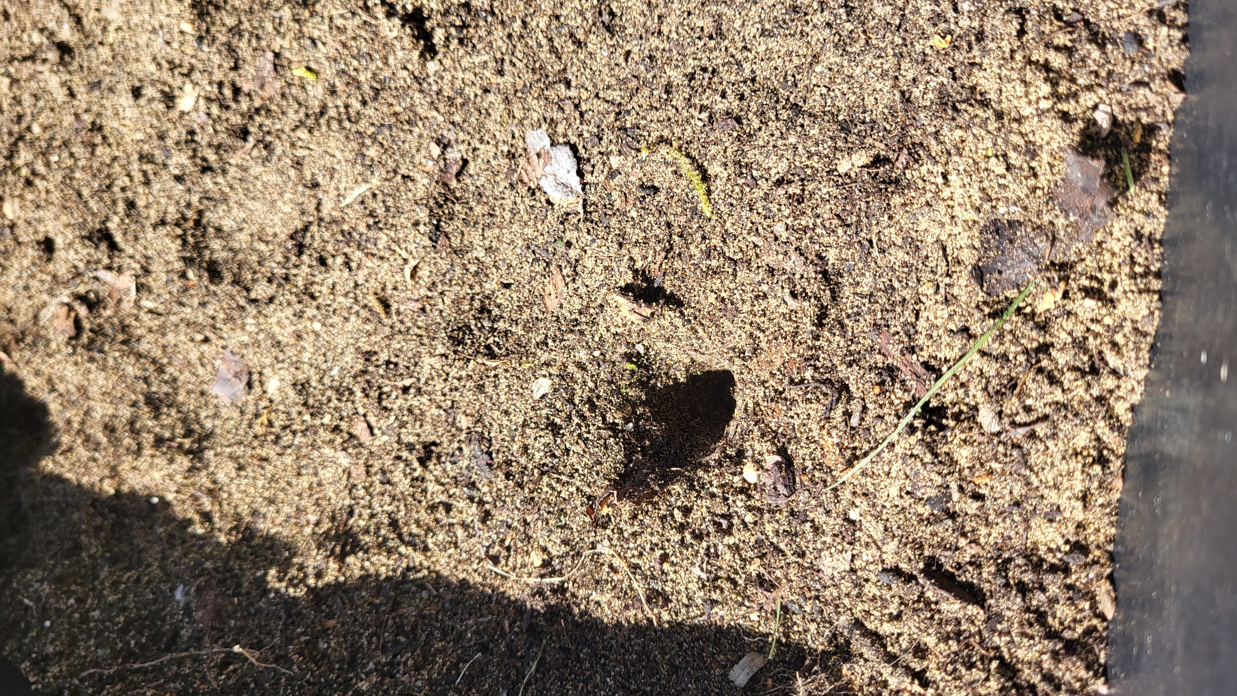 Planting stake — miniatura 3