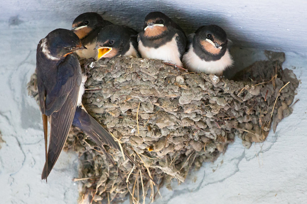 Swallow nest, Bird house