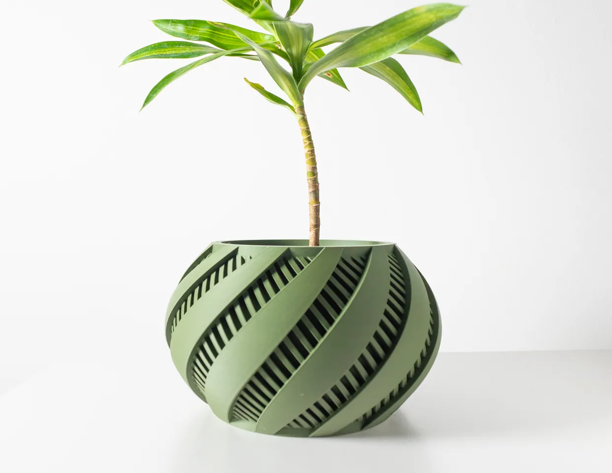 hawaiian dracaena Natural plants - Dracaena Hawaiian Sunshine