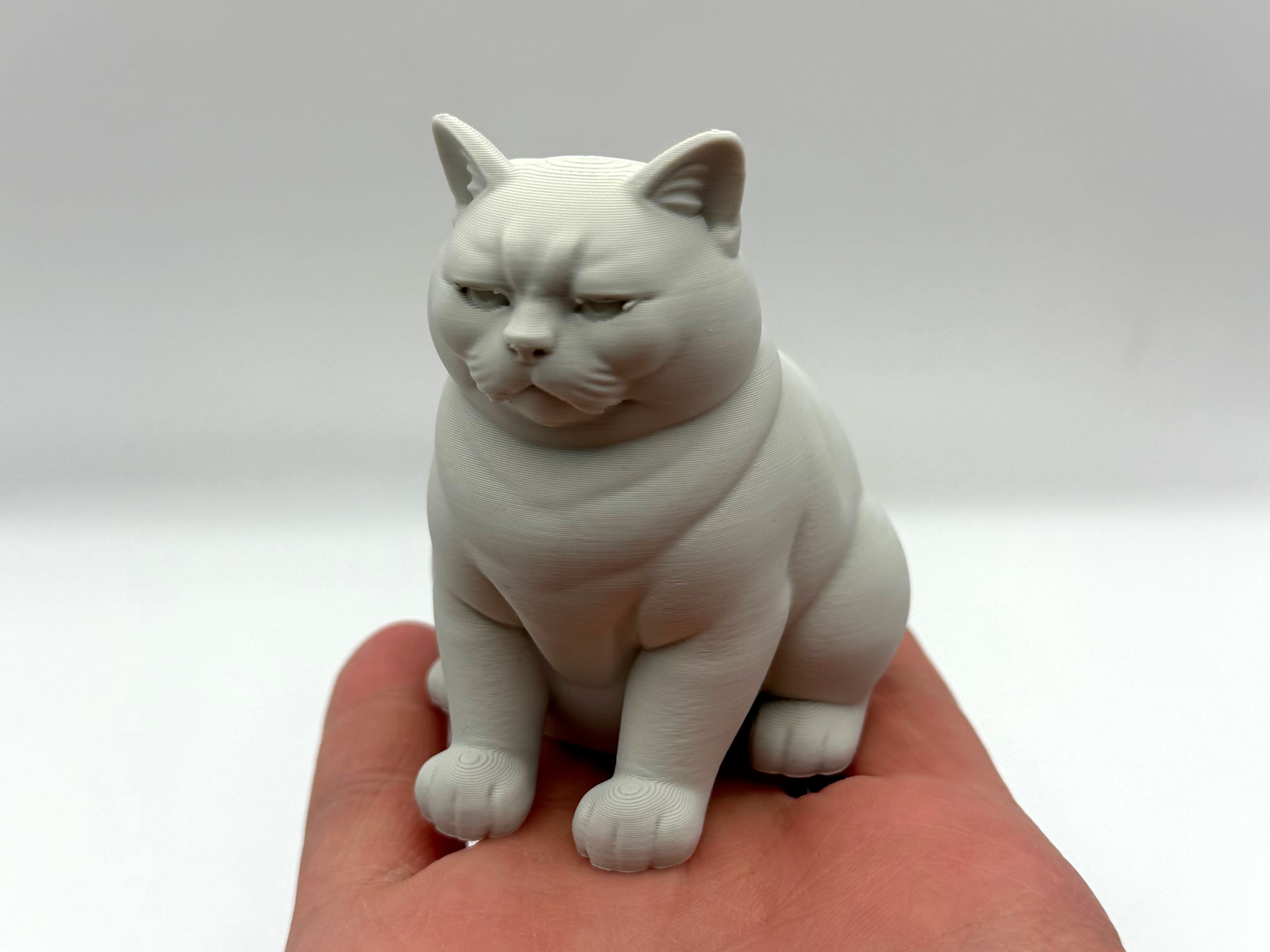 Not Amused Cat 3D model