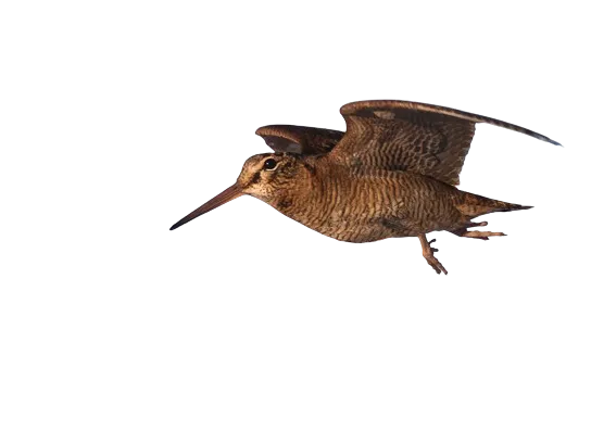 becada hueforge