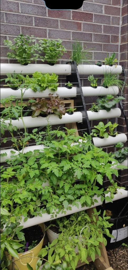Backyard hydroponics — thumbnail 3