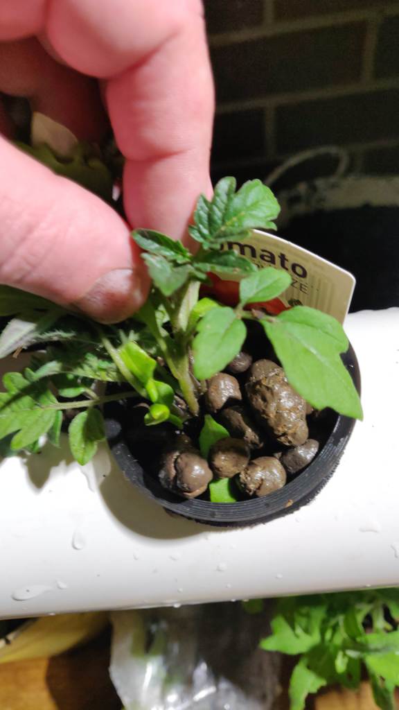 Backyard hydroponics — thumbnail 7