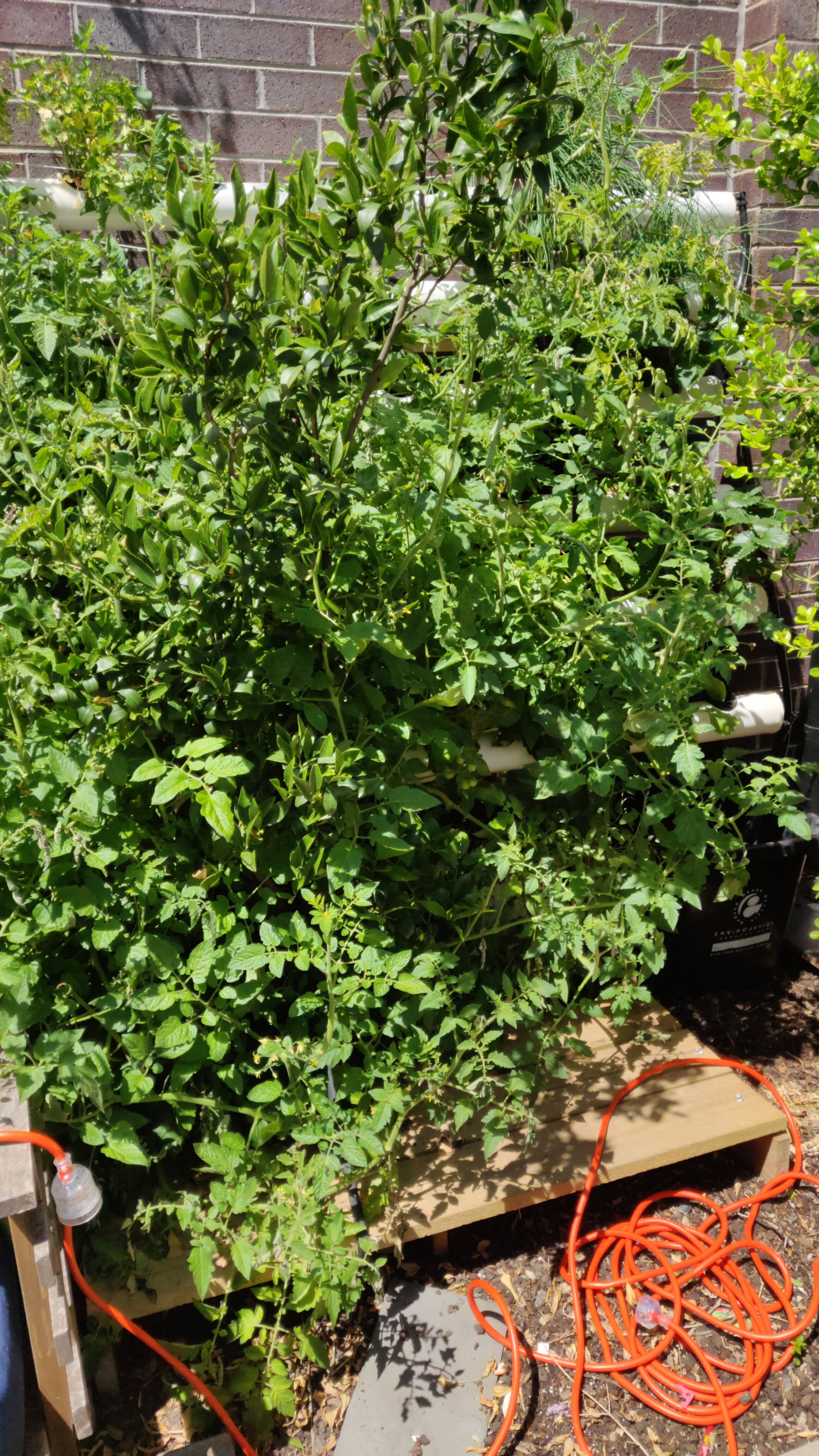Backyard hydroponics — thumbnail 6