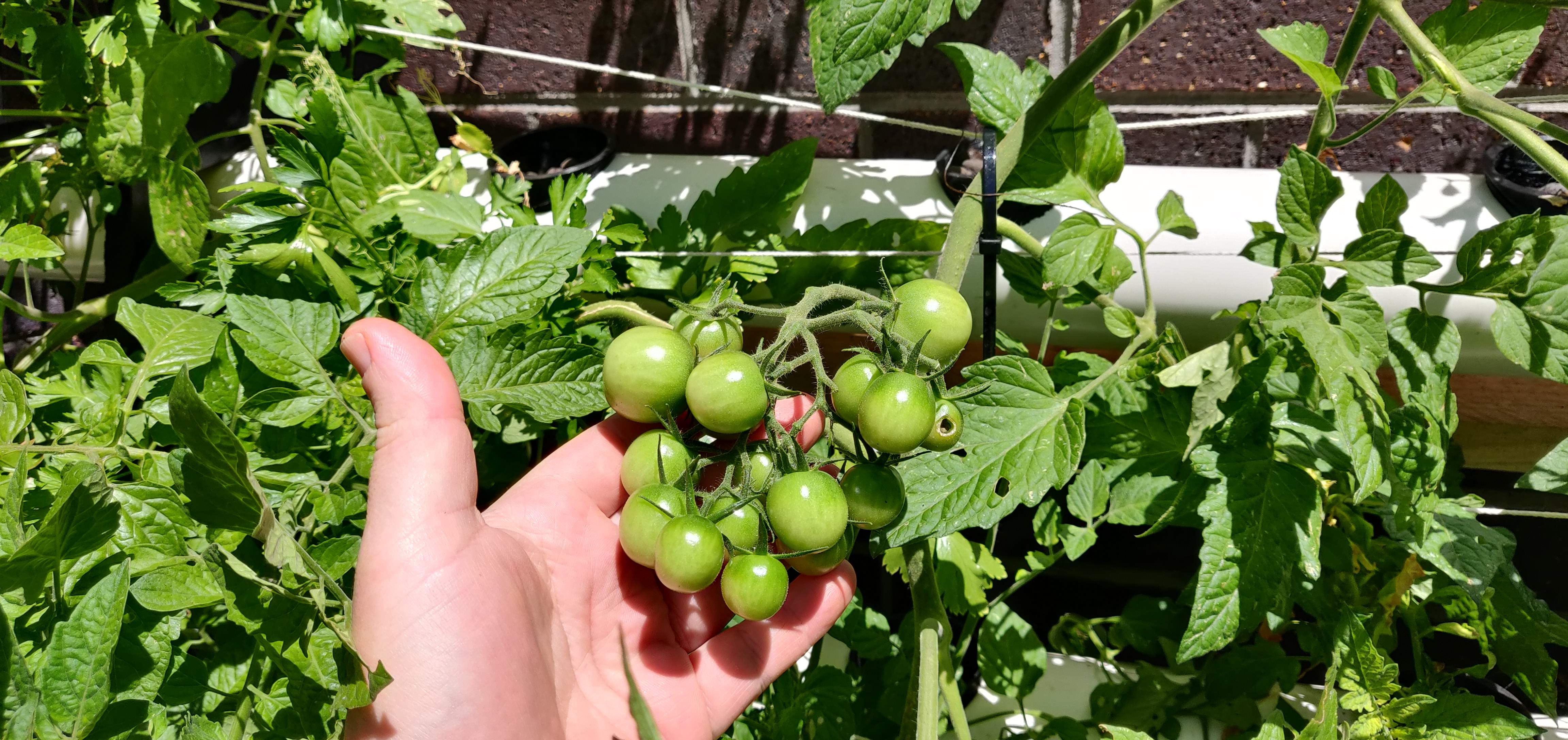 Backyard hydroponics — thumbnail 4