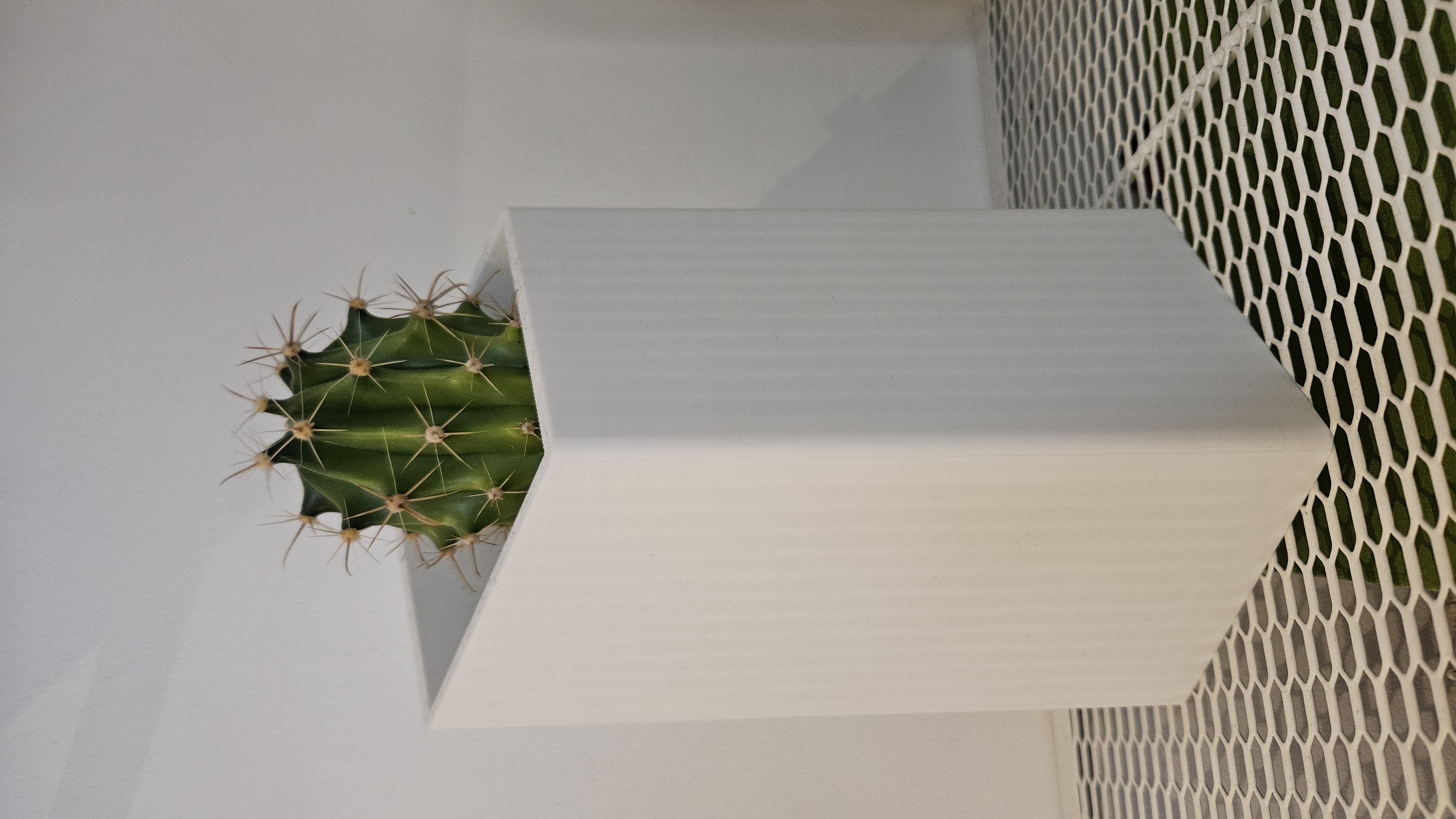 Cactus vase