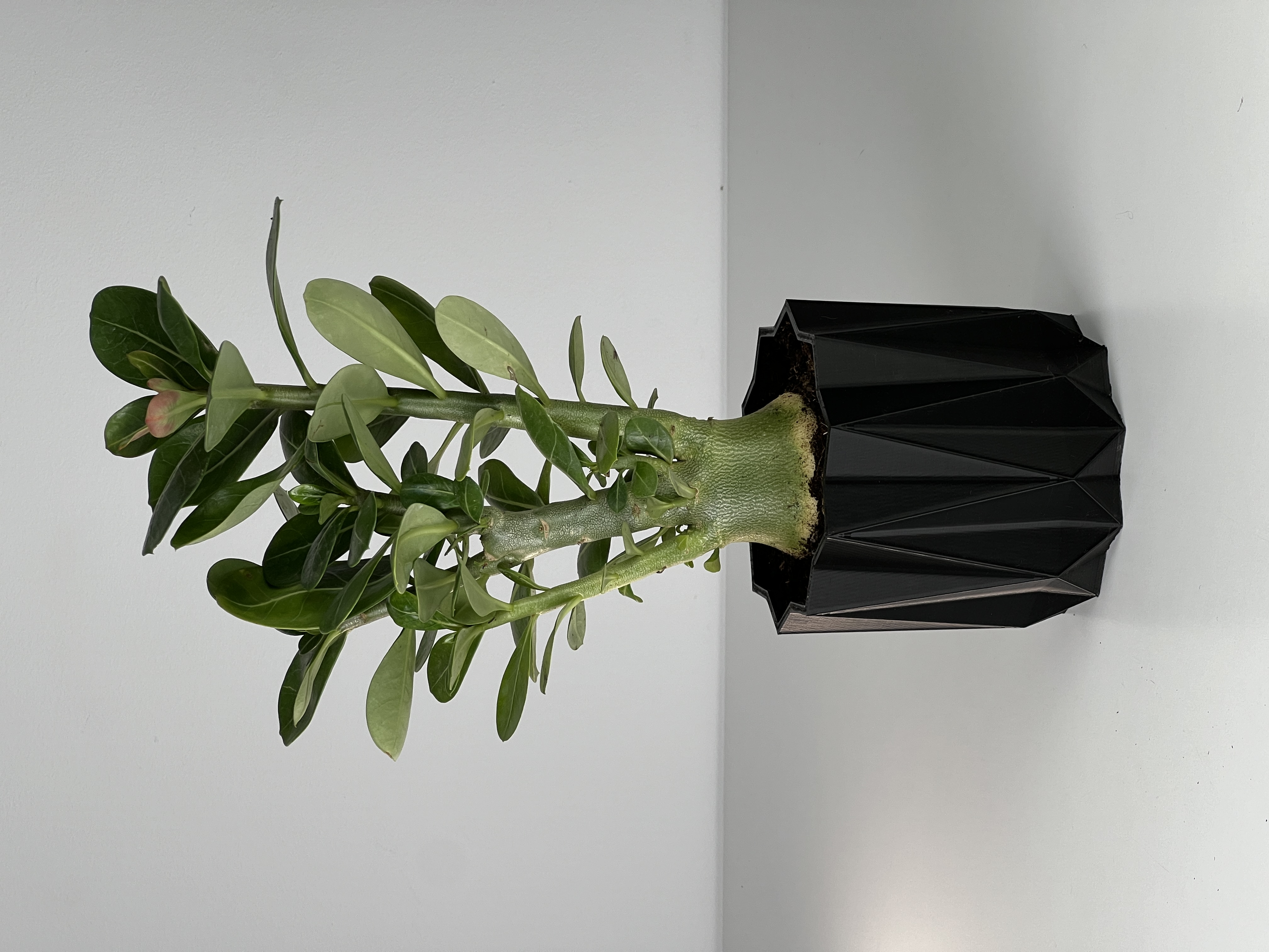 GEOMETRIC MINIMALISTIC PLANTER