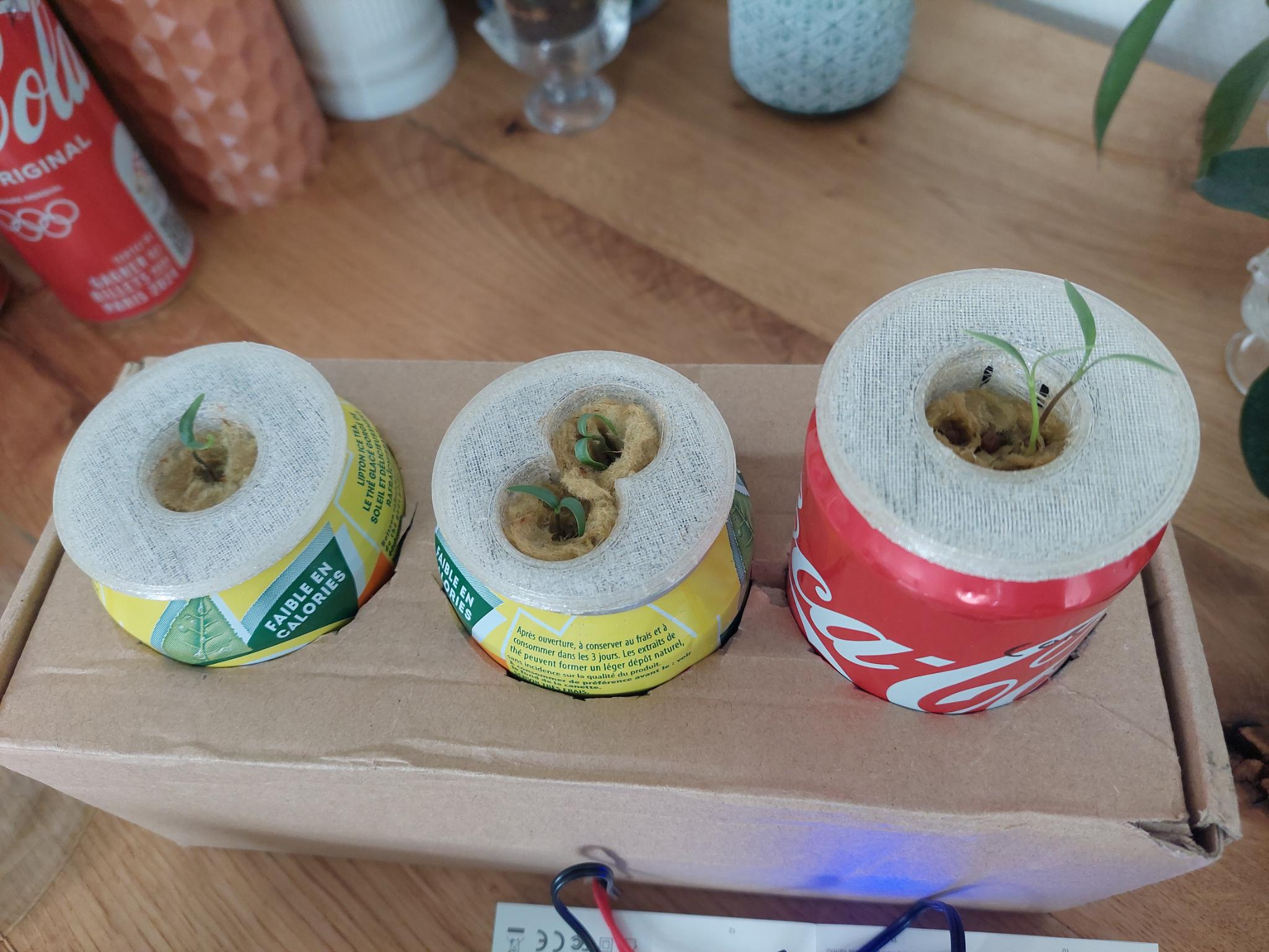 Hydroponic baskets for rockwool in 33 Cl soda can kratky by