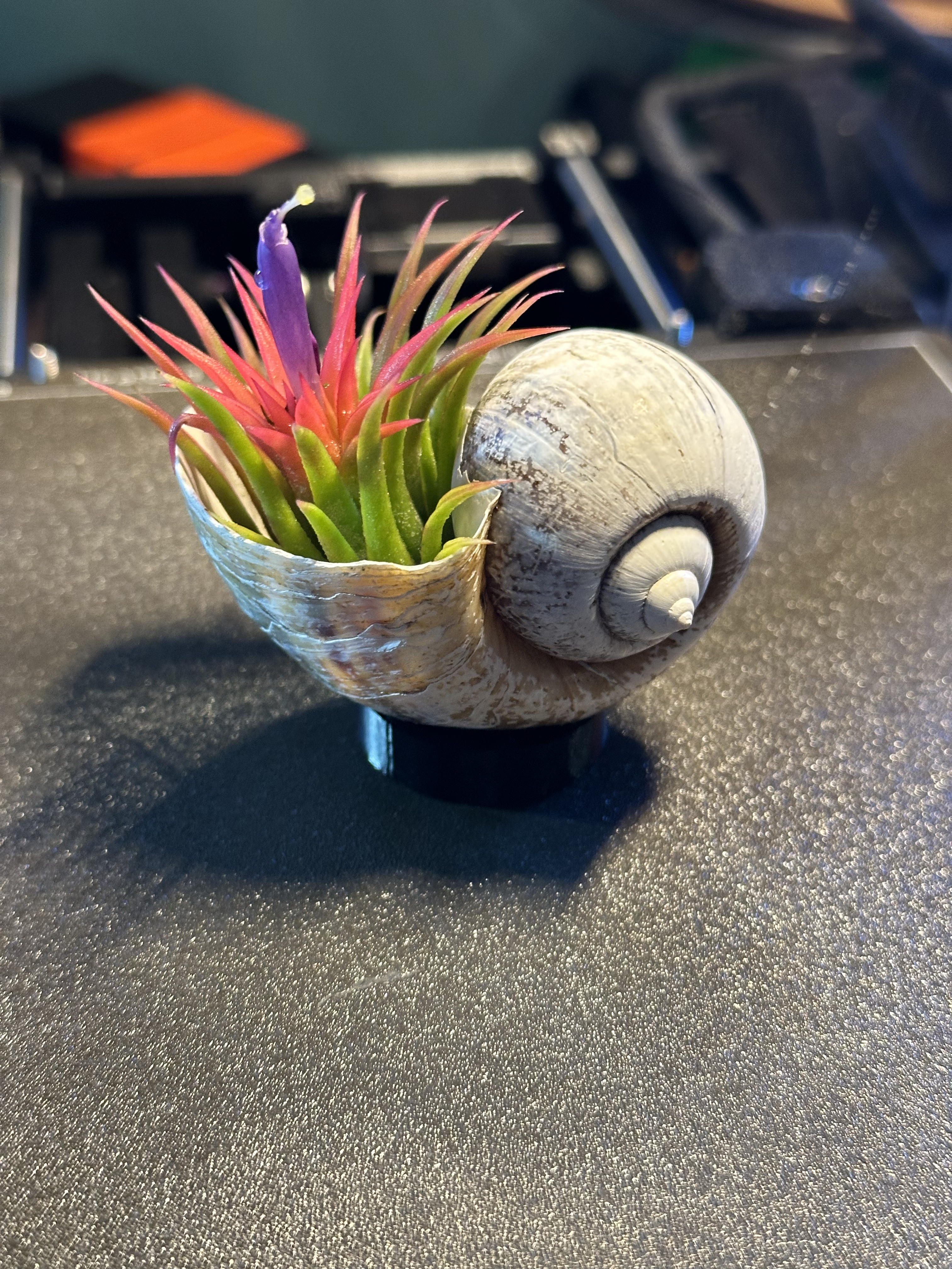 Shell Stand