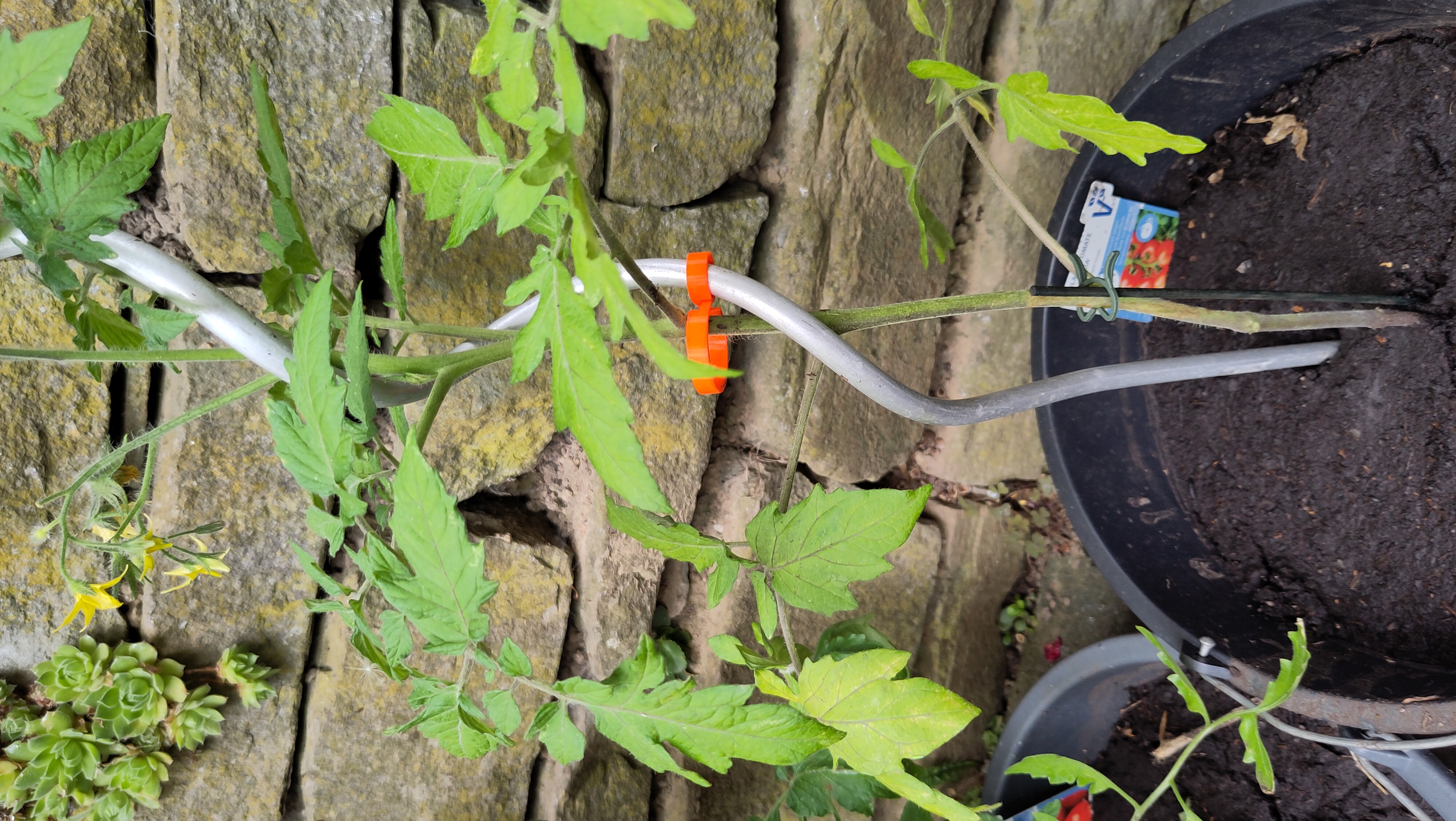 Miniatura 2 do modelo 3D Plant Clip