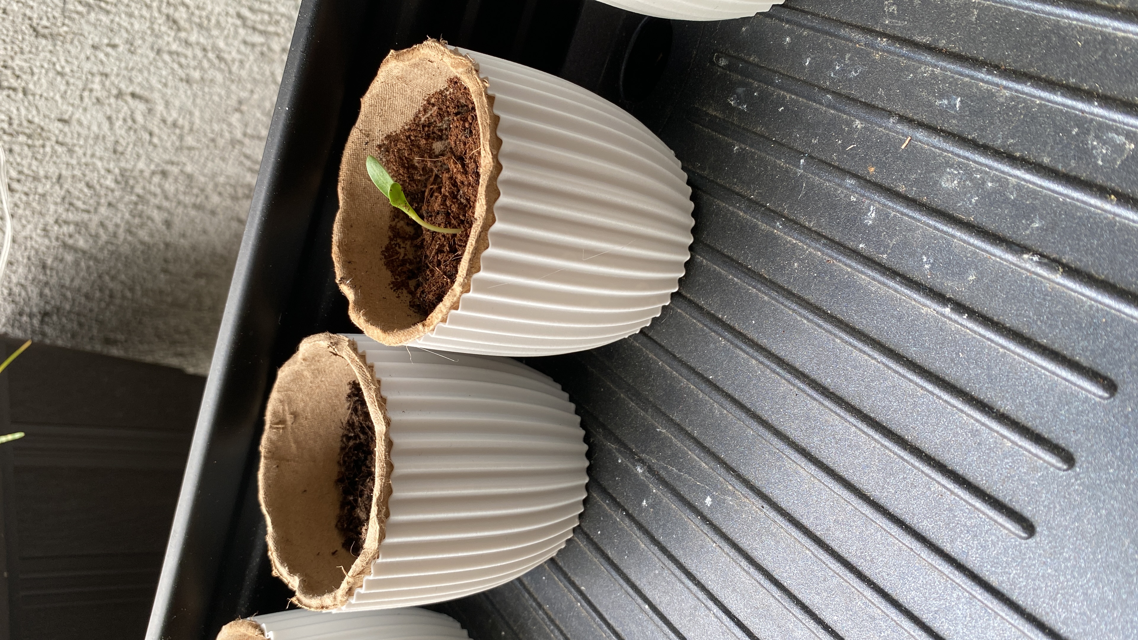 Übertopf Plant Pot Action Garden Collection Anzuchttöpfe für Papieranzuchttöpfe