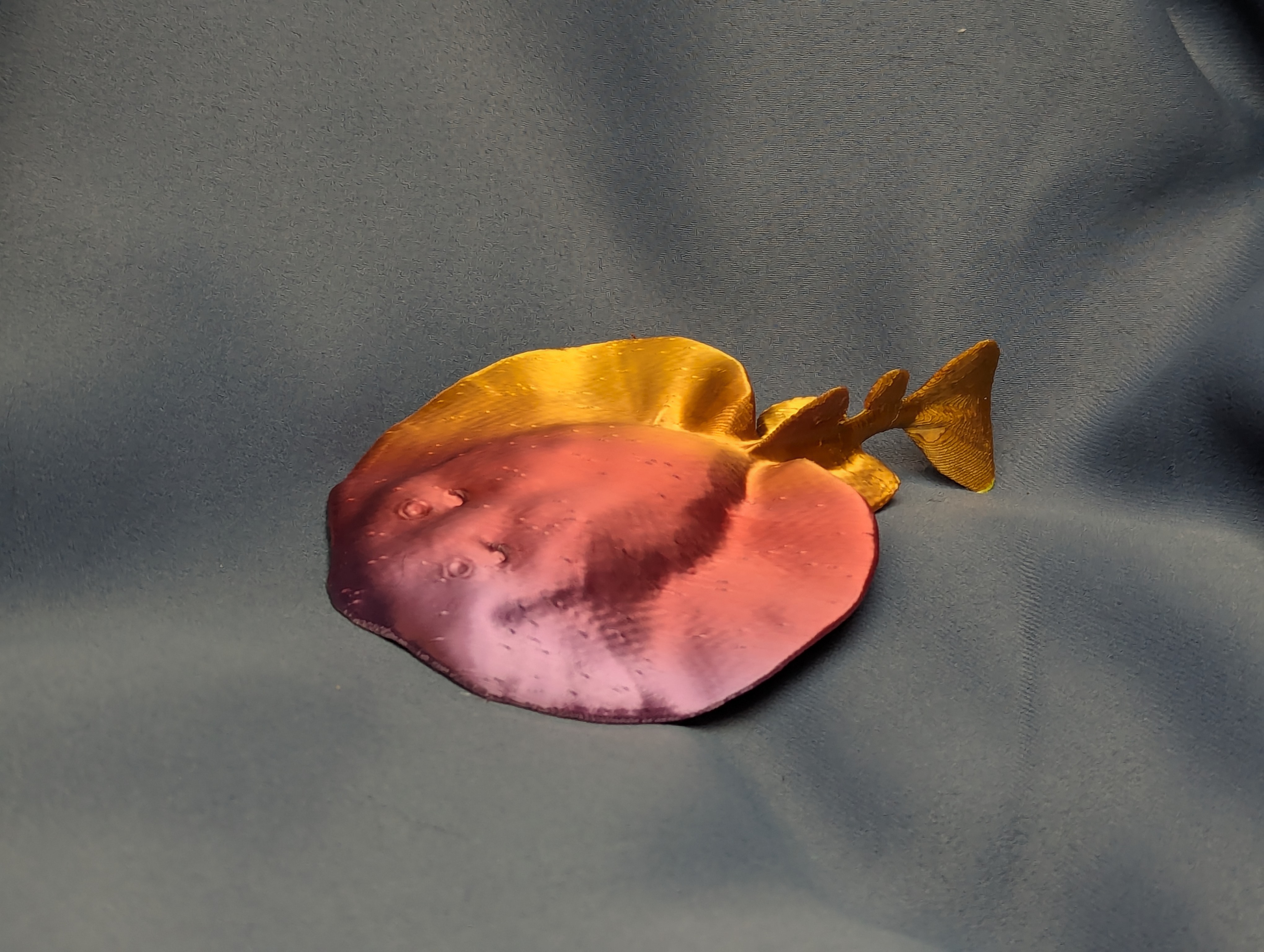 Pacific Electric Ray (Tetronarce californica)