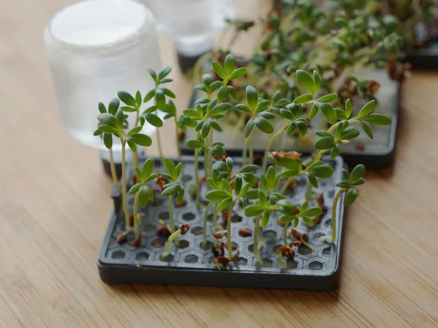 Grow Pad (self watering)