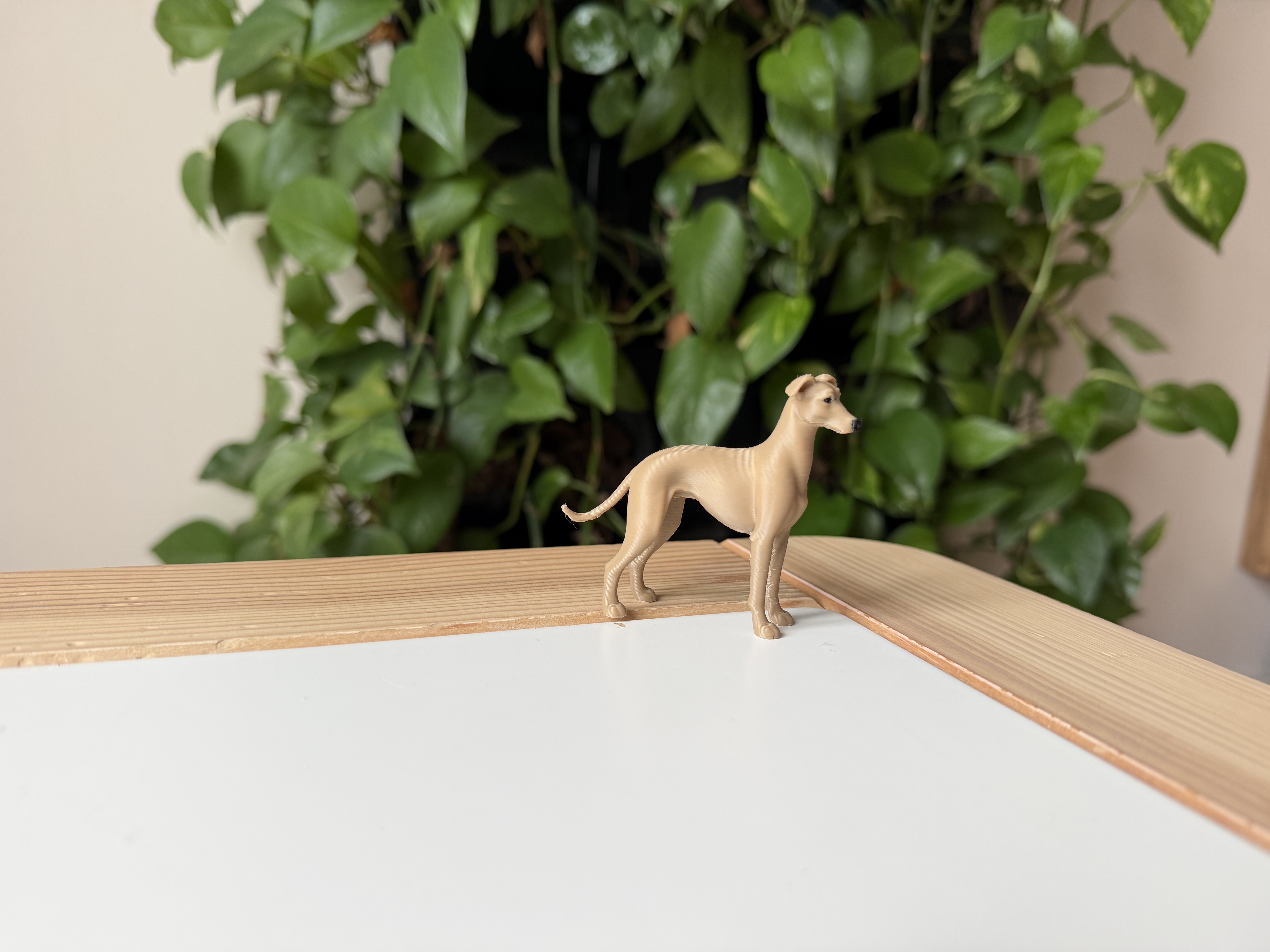 Greyhound — thumbnail 3