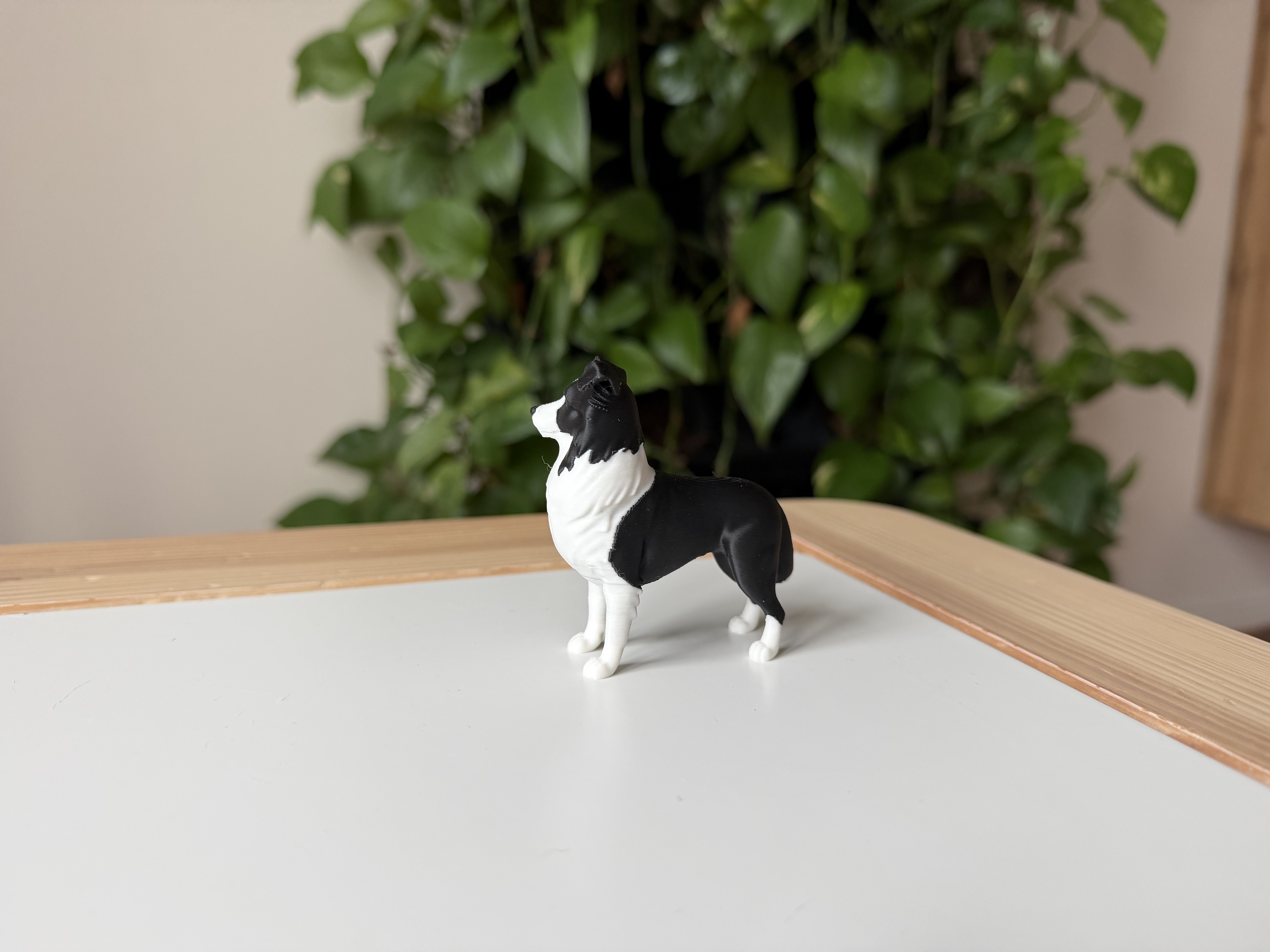 Border Collie — miniatura 3