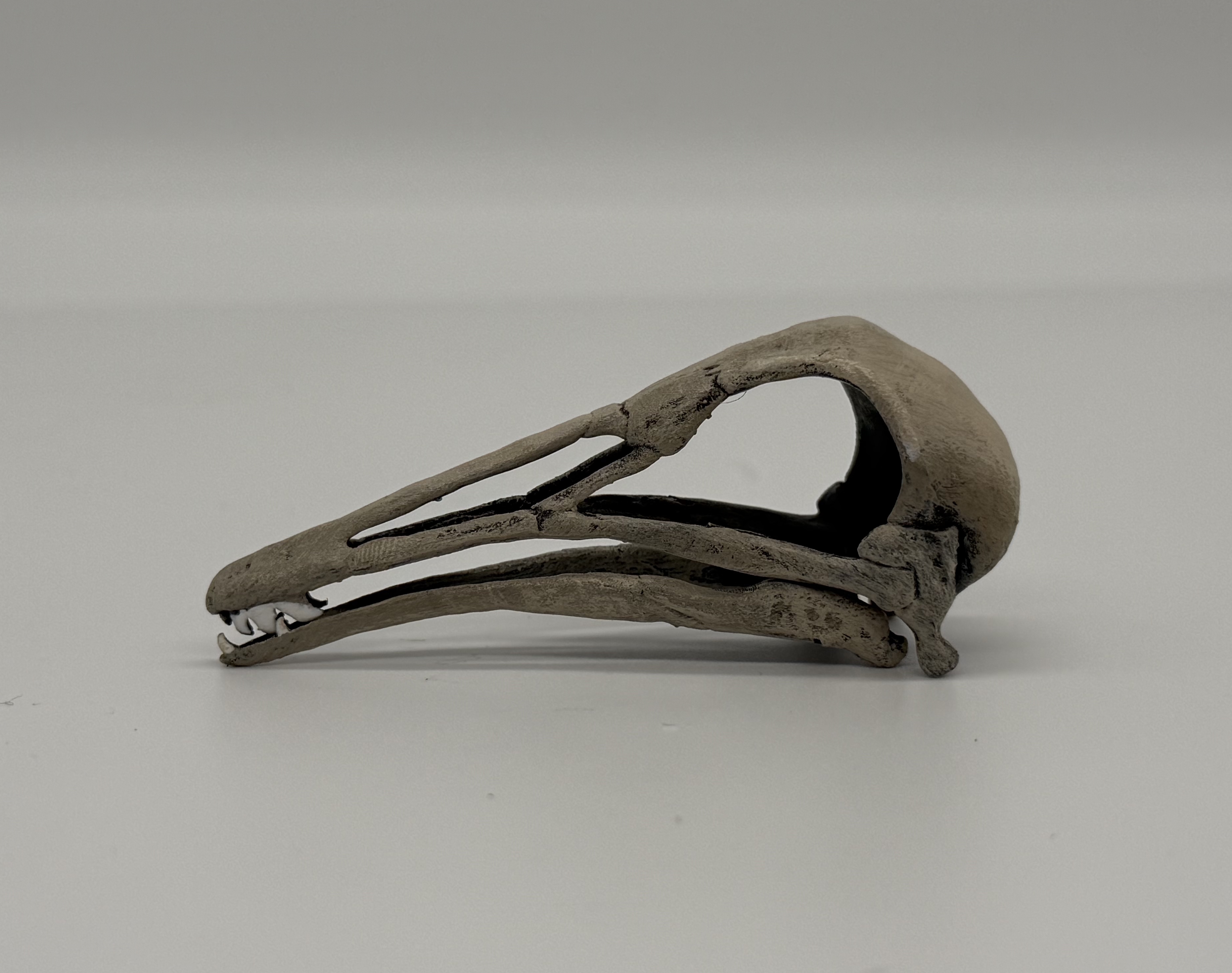 Longiopteryx skull