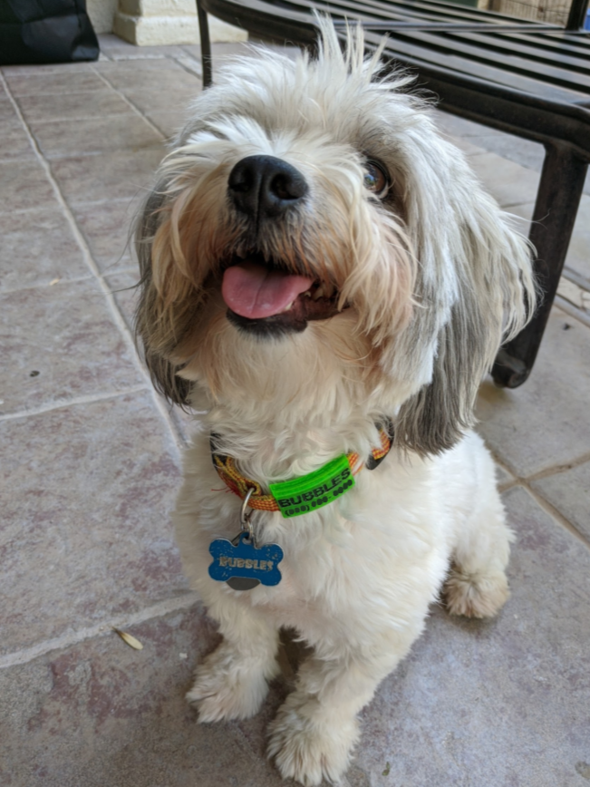 Customizable Dog Tag ▼・ᴥ・▼