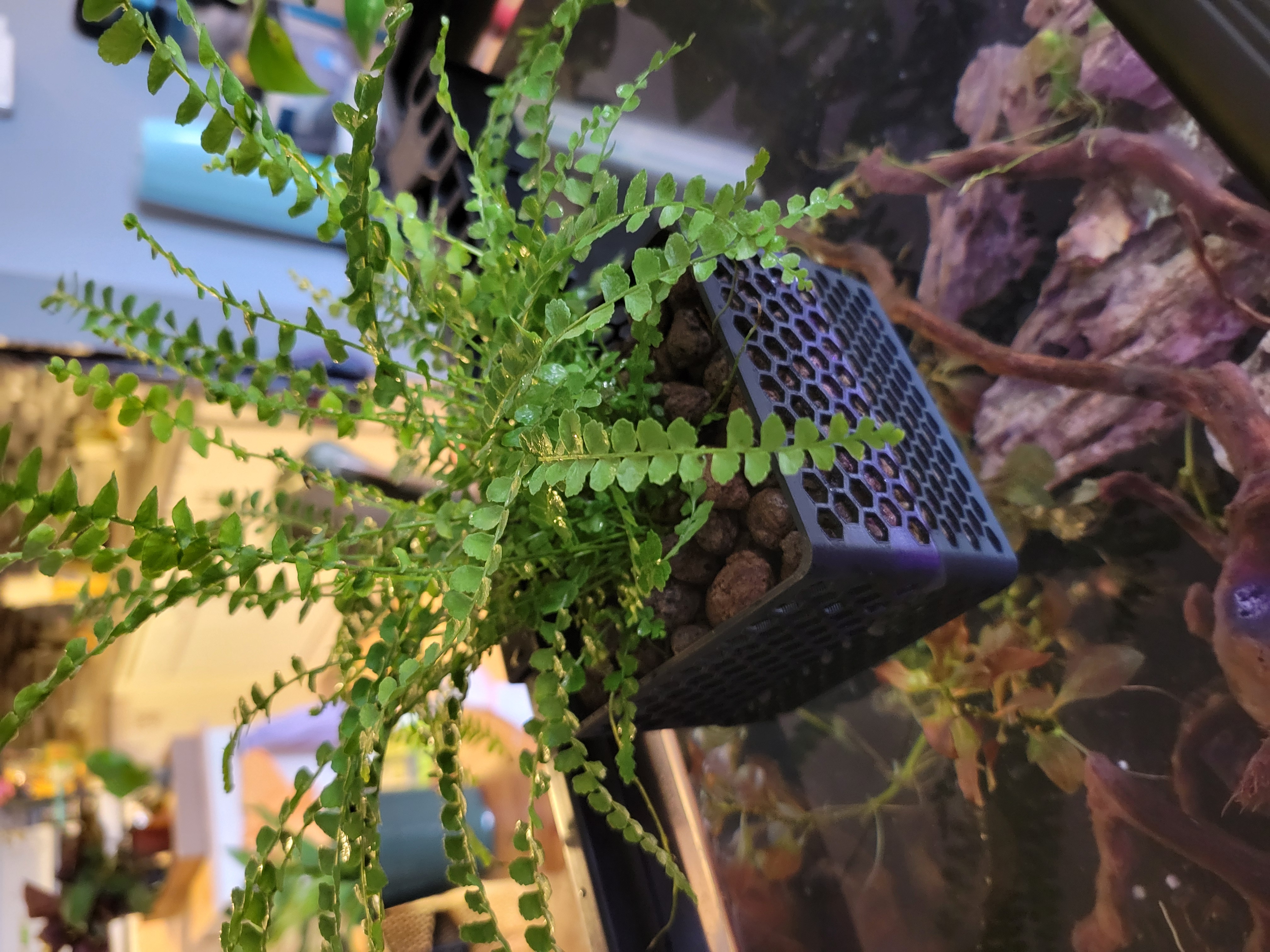 Aquarium/Riparium Planter