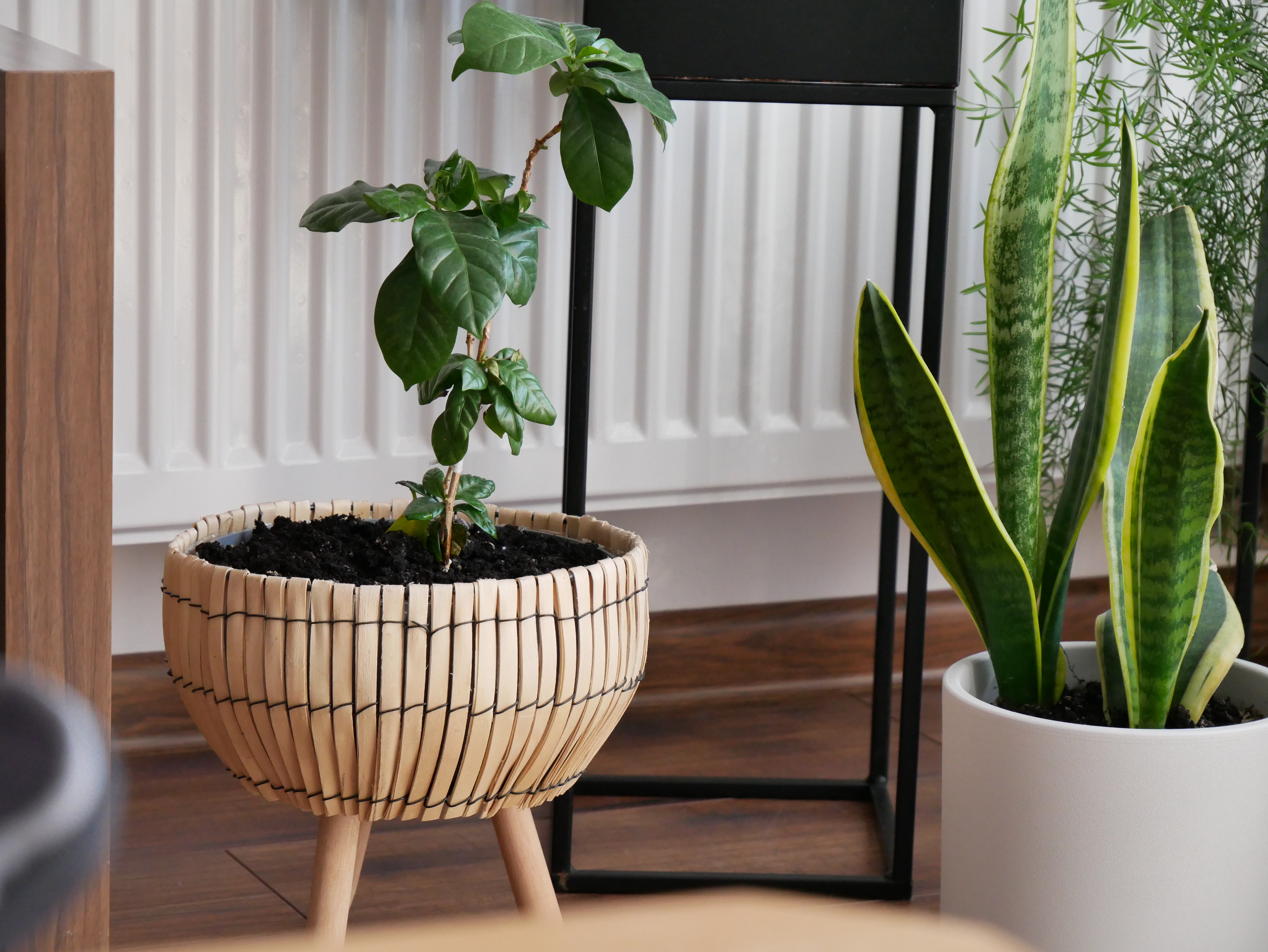 flower pot, fitted the flower stand
