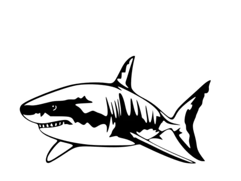big white shark